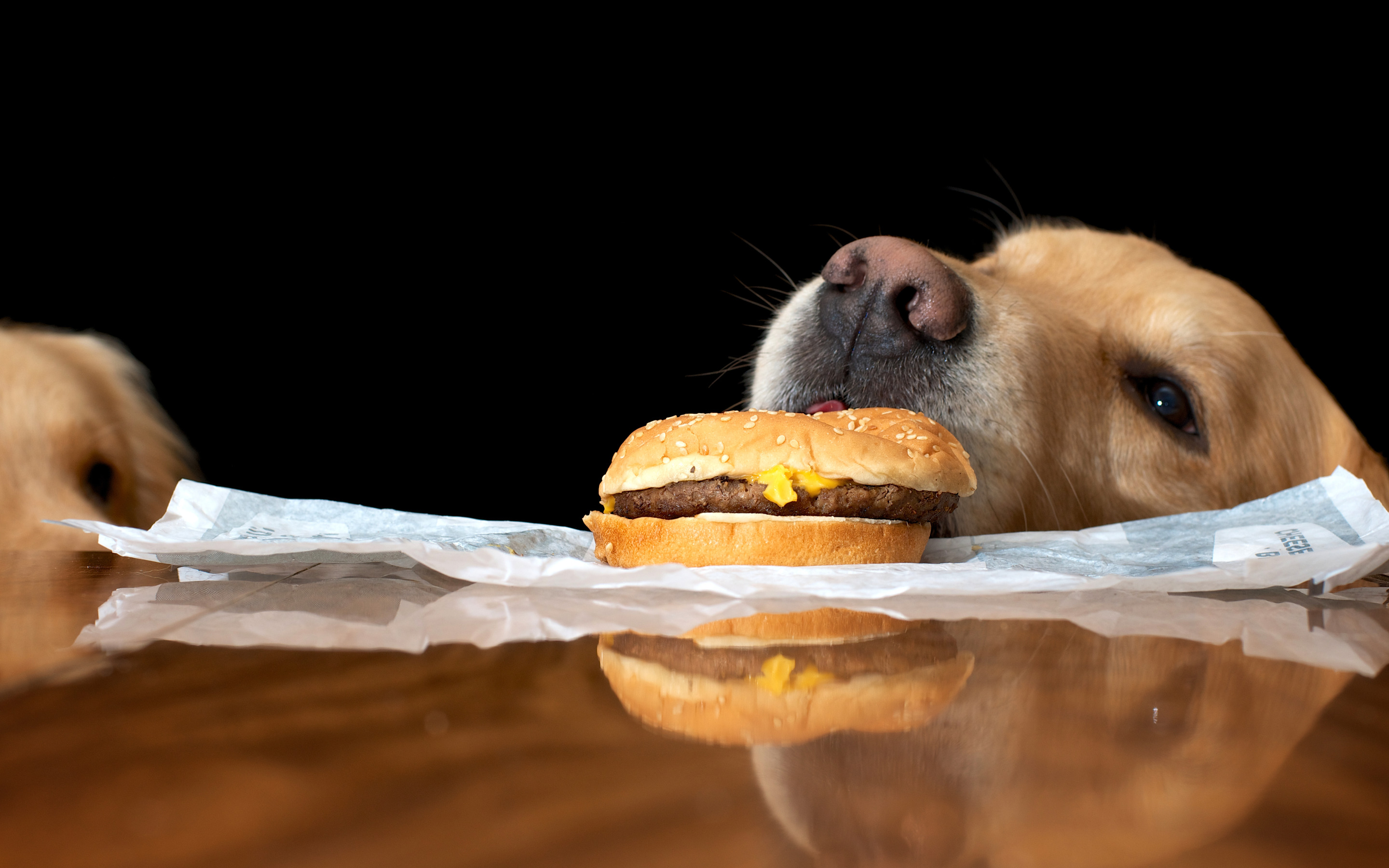 Жалко еду. Животные и еда. Собака на бутерброде. Животные за едой. Собака с бургером.
