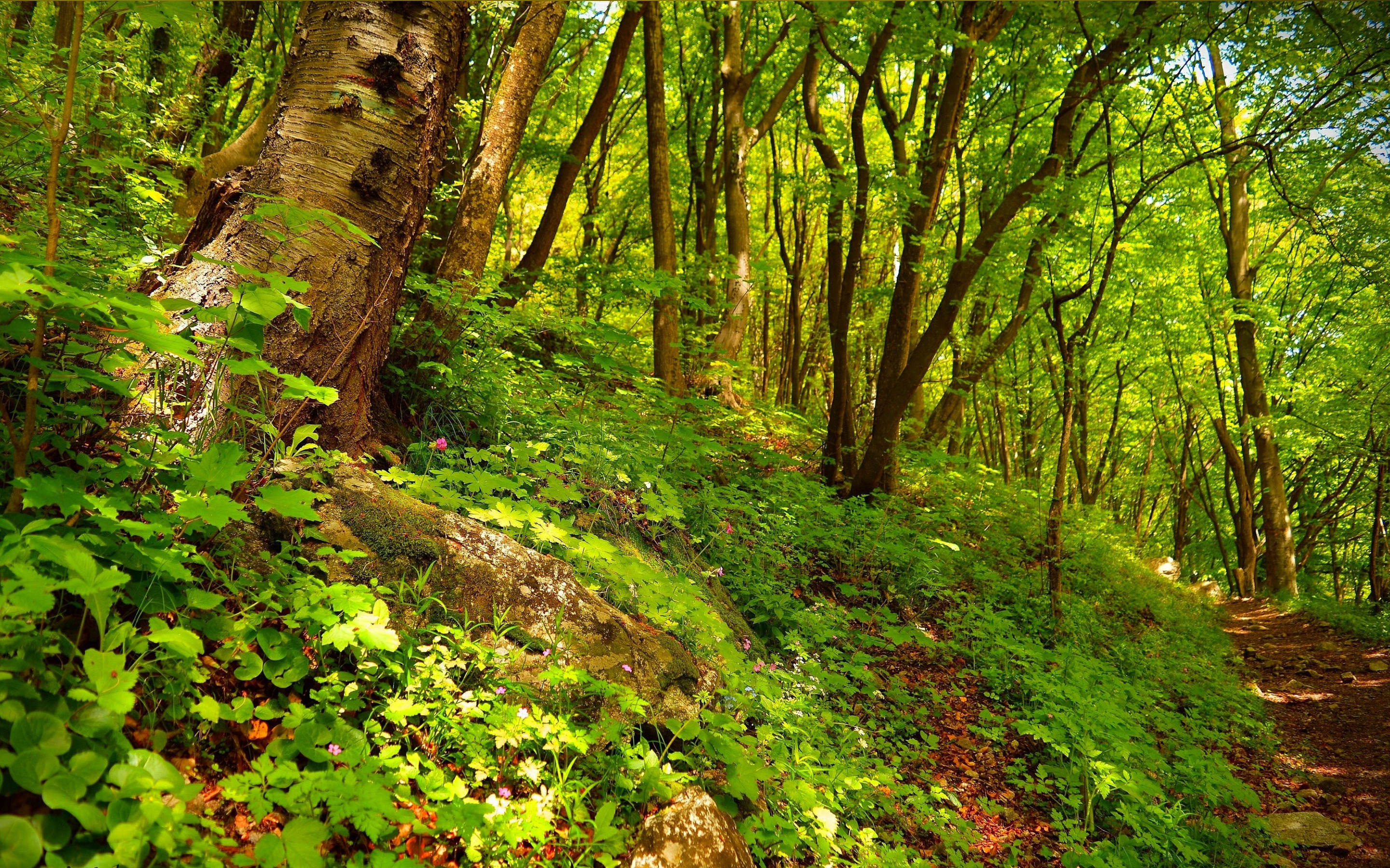 Forest trail. Тропинка в лесу. Лесные тропинки. Лесная тропа. Тропинка в весеннем лесу.