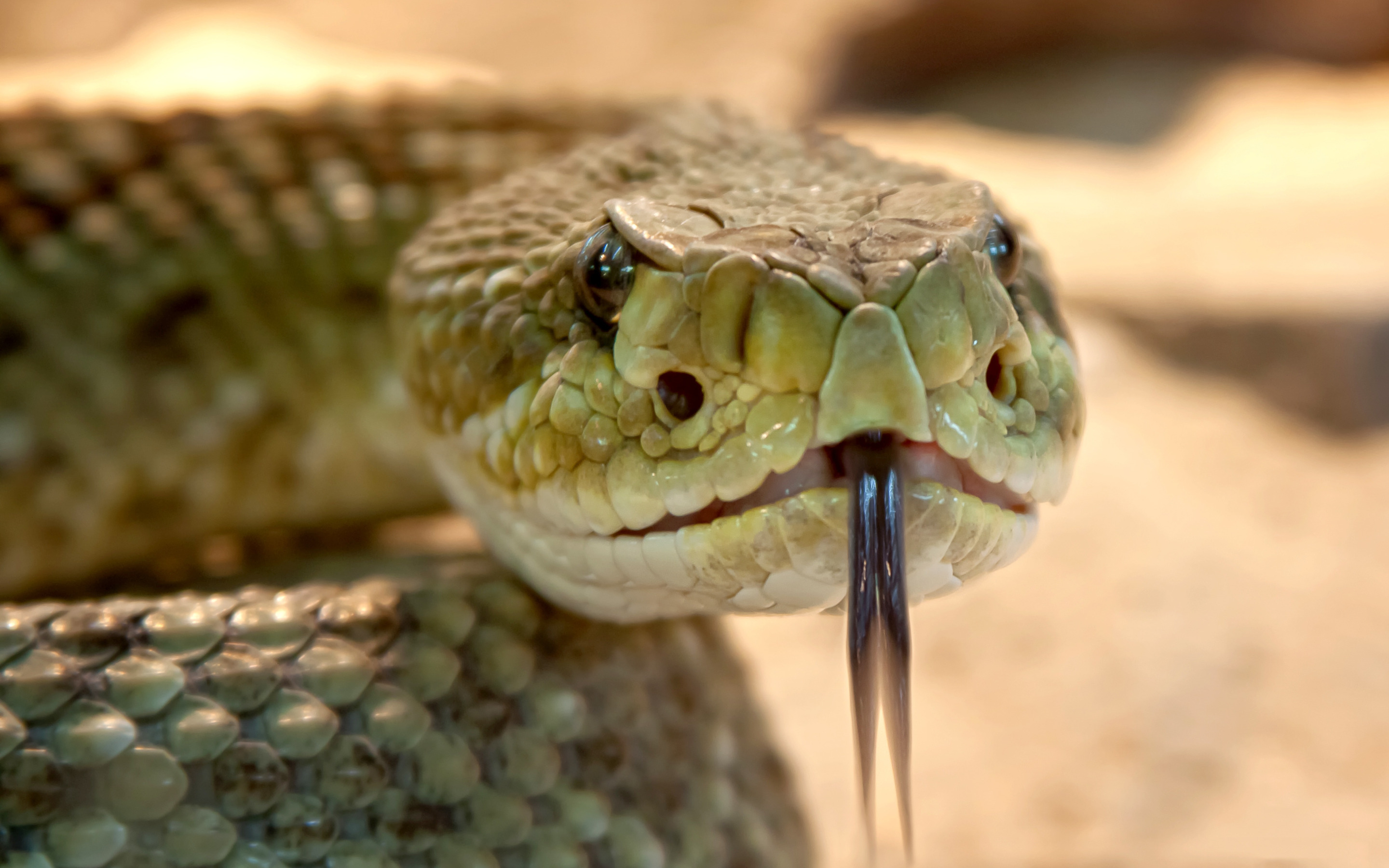 Snakes are dangerous. Кобра гремучая змея гадюка. Змея Тайпан голубая. Рогатый гремучник. Голубая куфия гадюка.