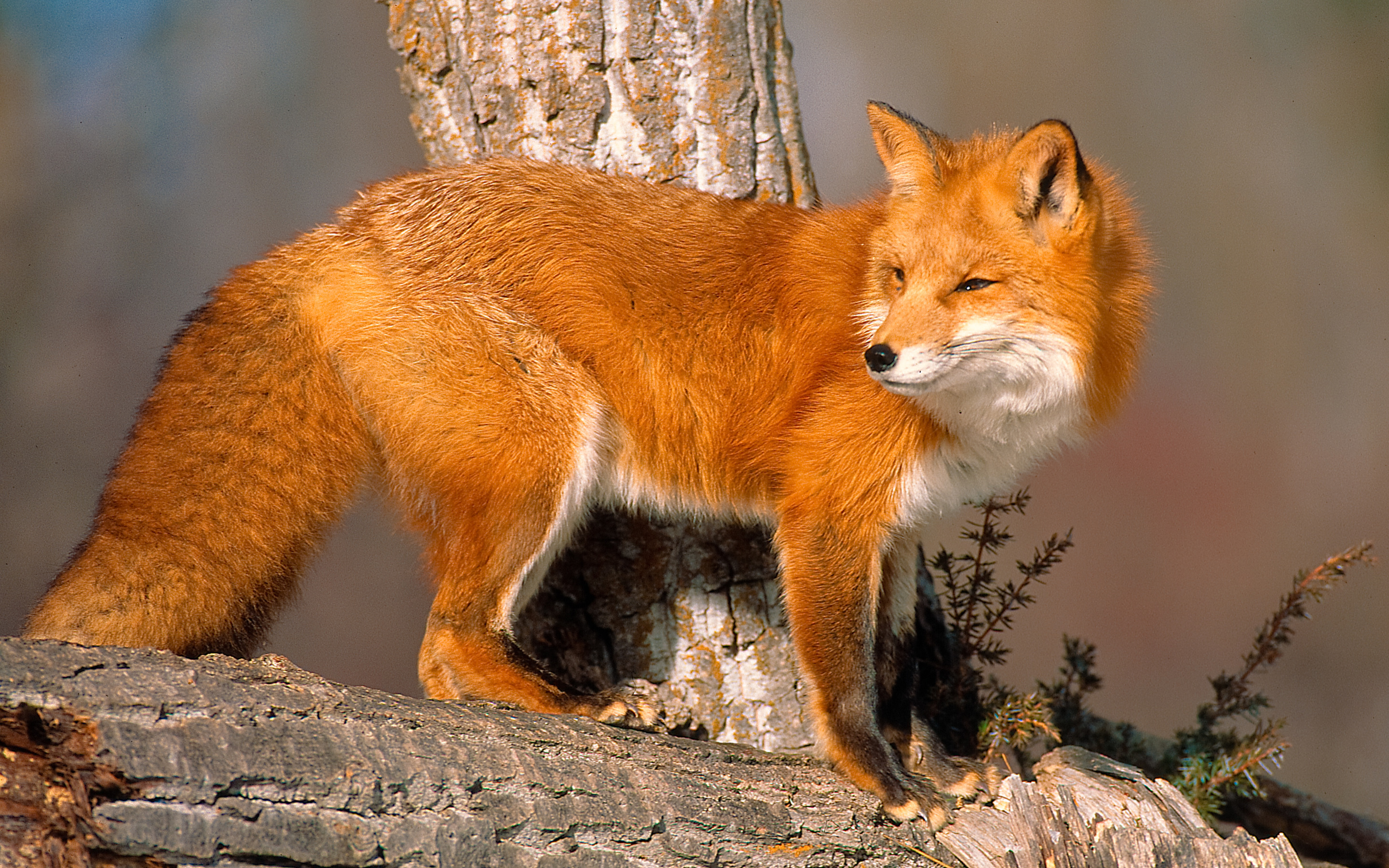 Tree fox