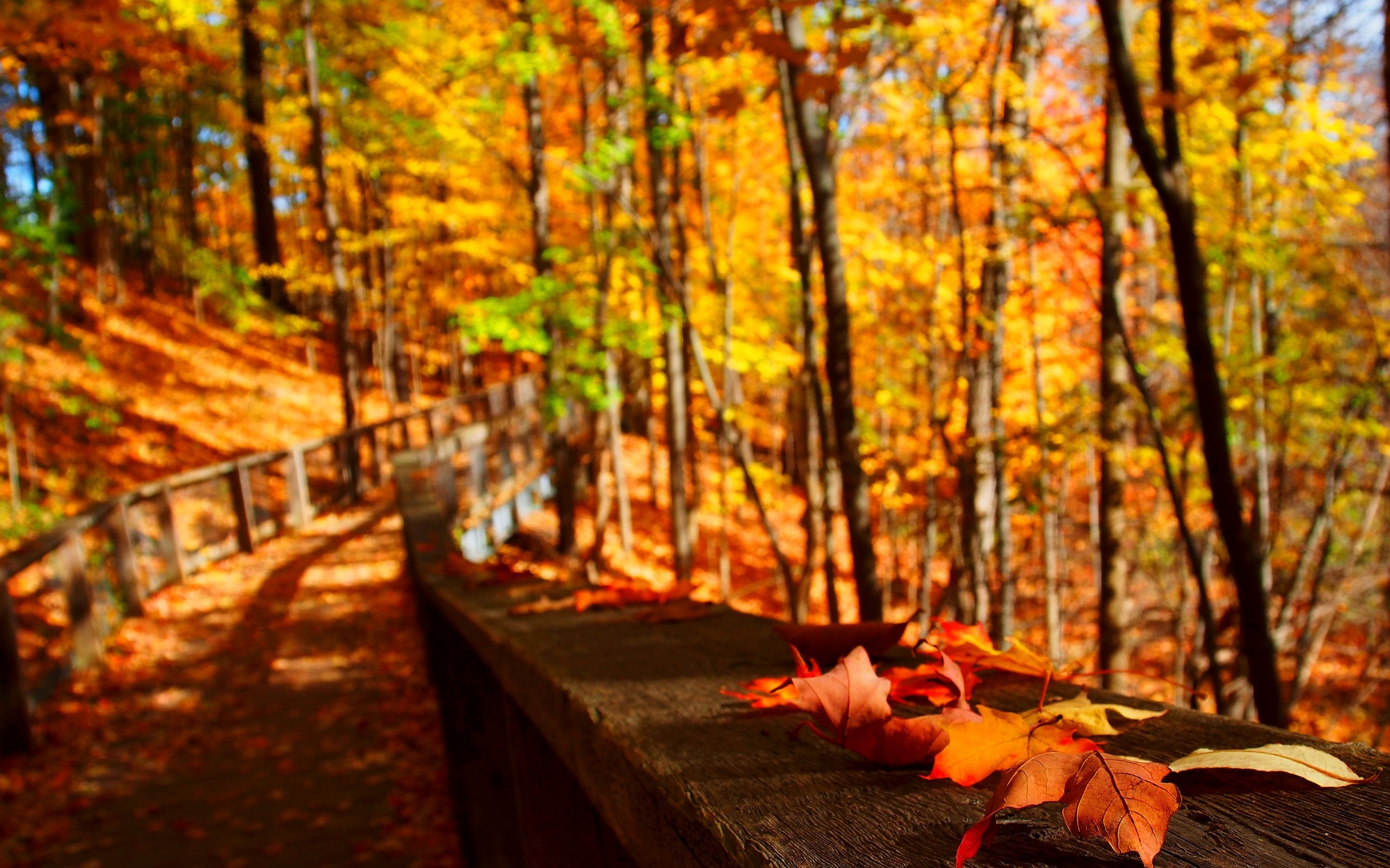 Покажи фото осени Download wallpaper road, leaves, Autumn, blur, section nature in resolution 2880