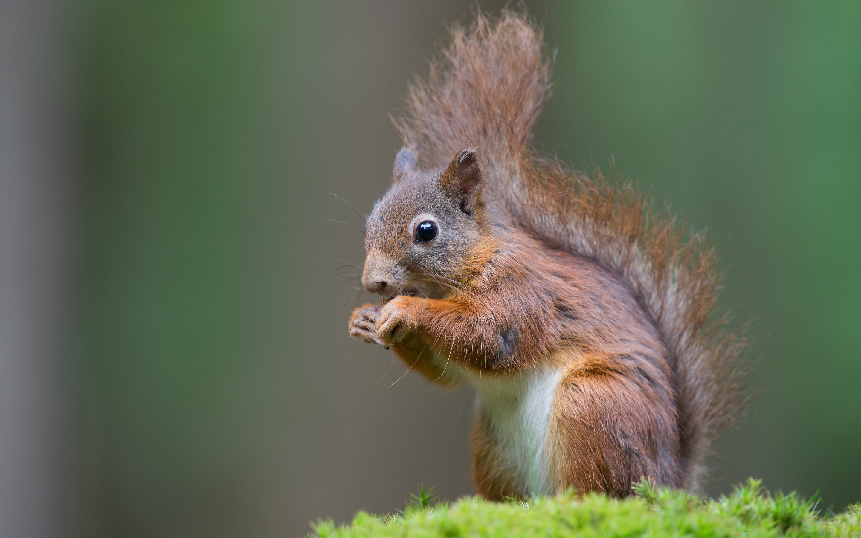 Сиди белок. Sciurus alleni. Белочка. Белка сидит. Хвост белки.