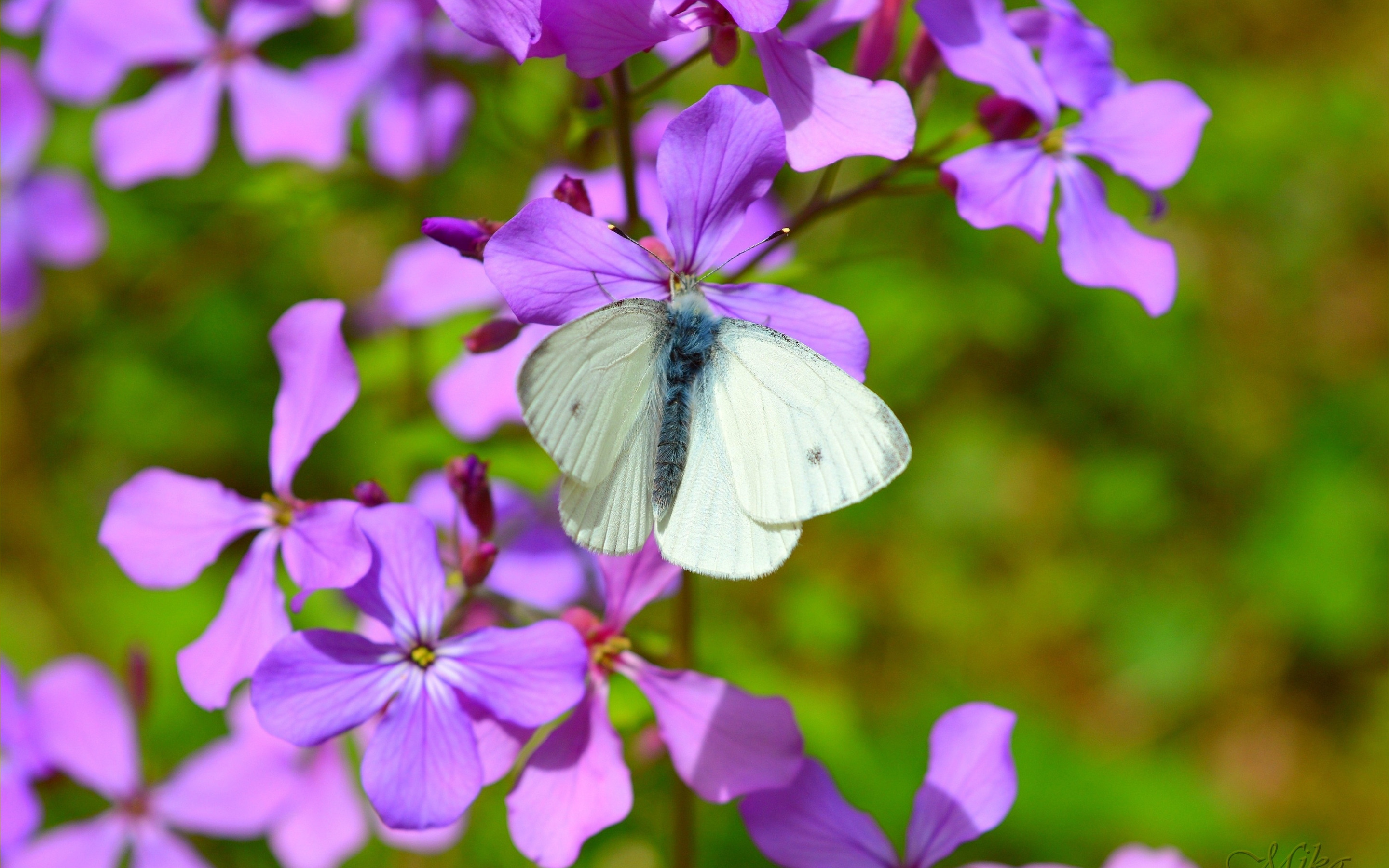 Бабочки фиолетового цвета. Бабочки. Бабочка на цветке. Бабочка лиловая. Бабочки в цветах.