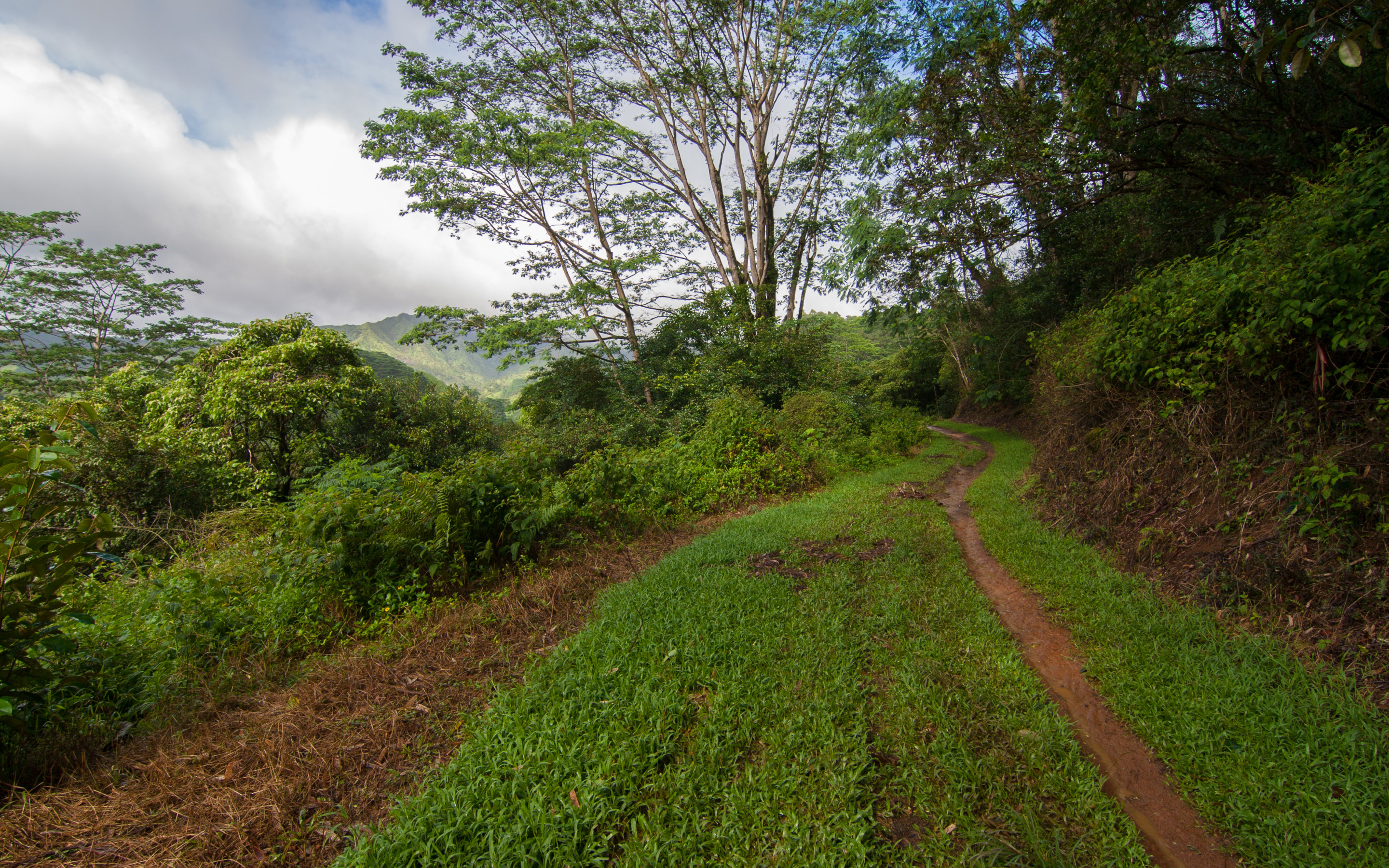 Green trail. Variety Path Wallpaper.