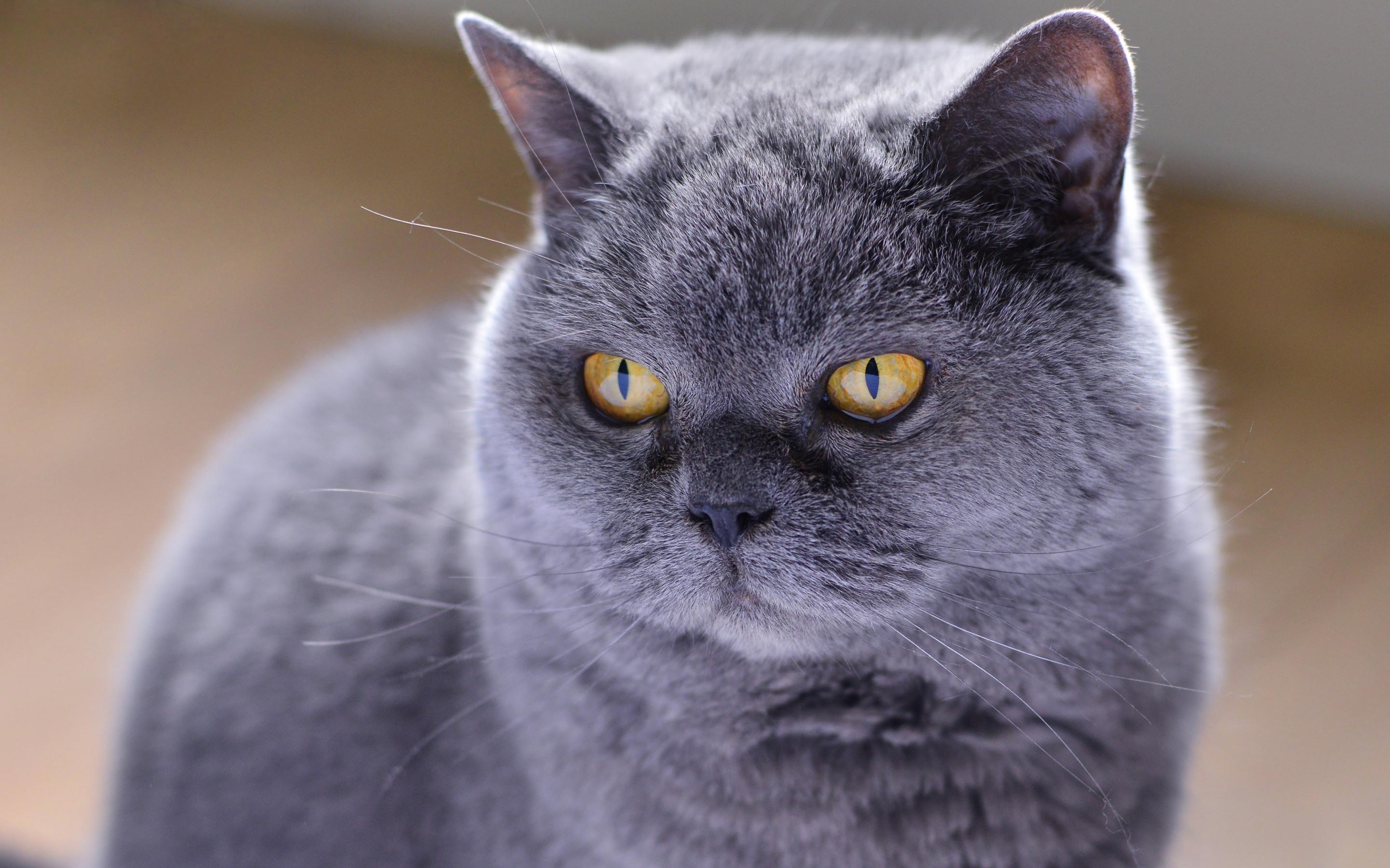 Породы кошек серая британская. Британская короткошёрстная кошка. Британская дымчатая кошка. Британская кошка серая. Кот британец серый.