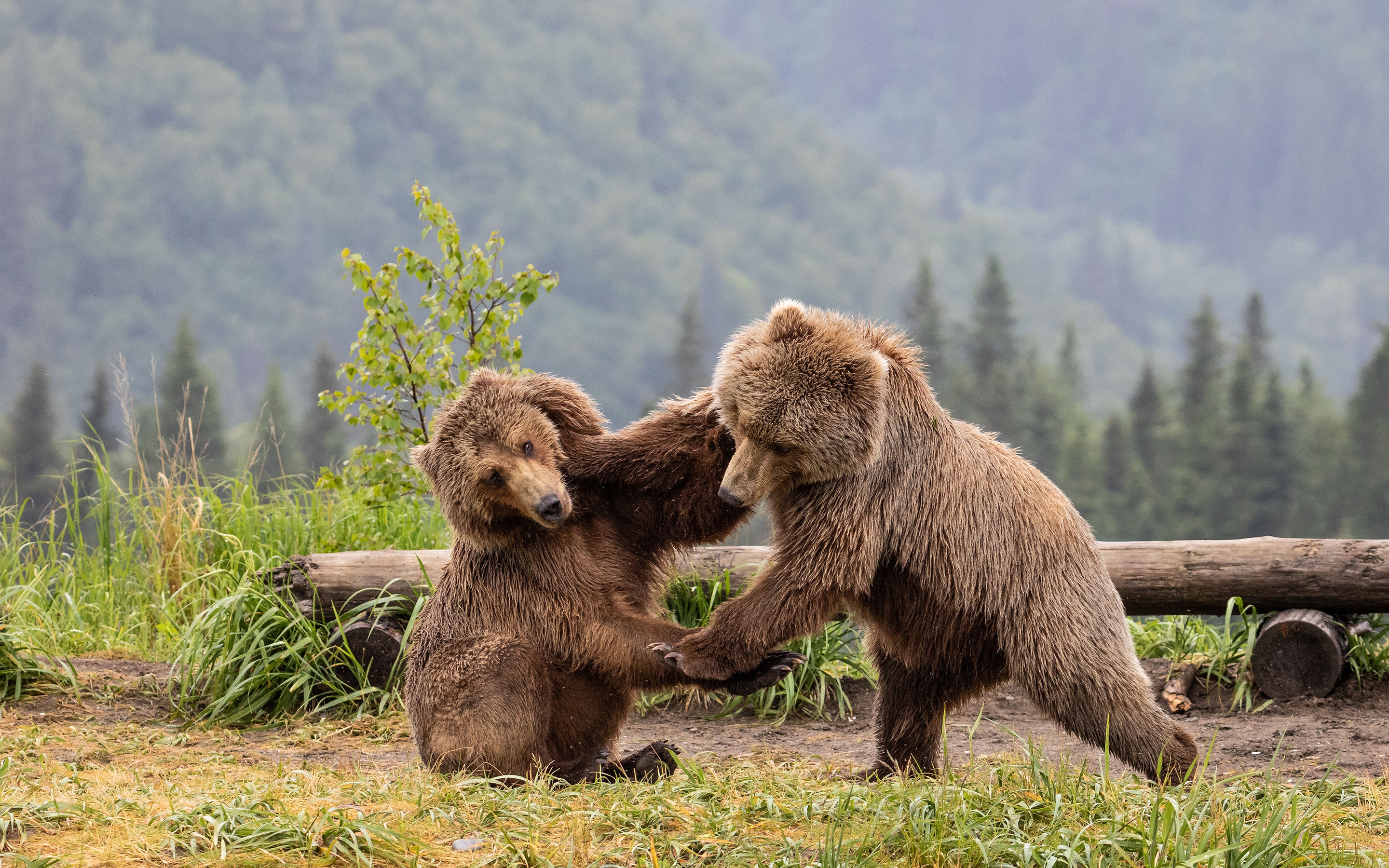 Countryside bears