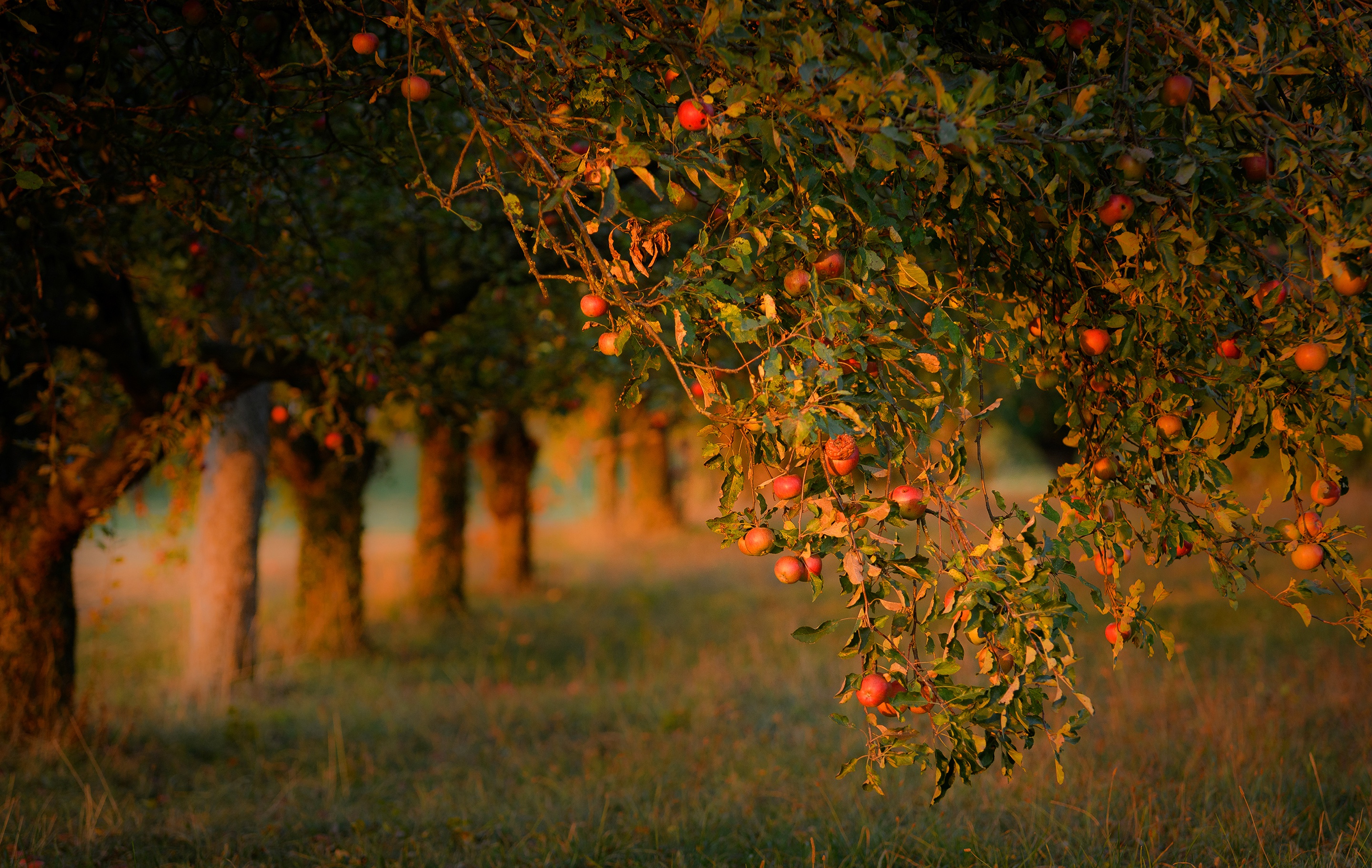 Осенний сад яблоки. Осенний сад. Яблоневый сад осенью. Осень в саду. Яблоневый сад вечером.