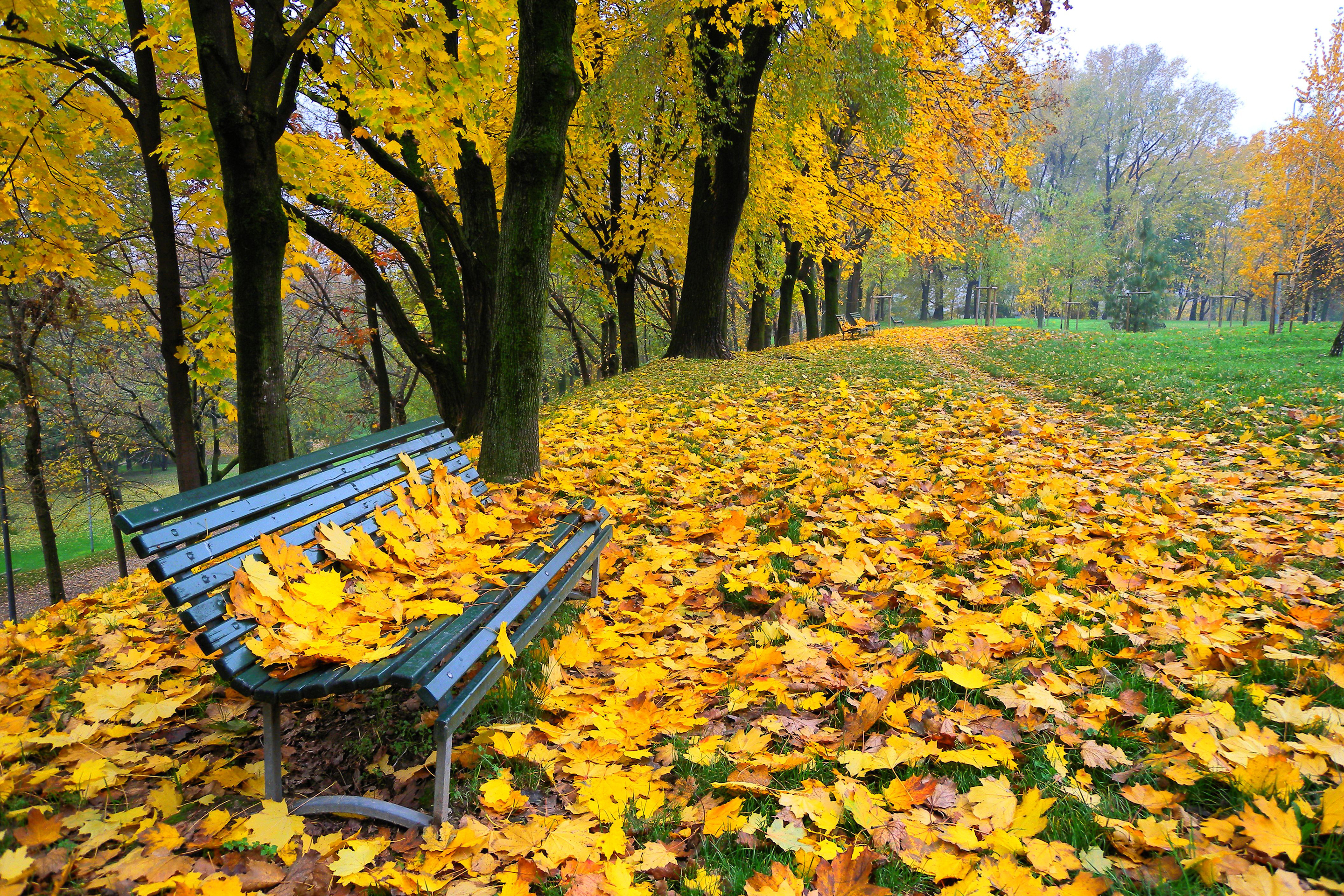 Пожелтели осенью. Осенний парк. Осень в парке. Осенний листопад. Осень листопад.