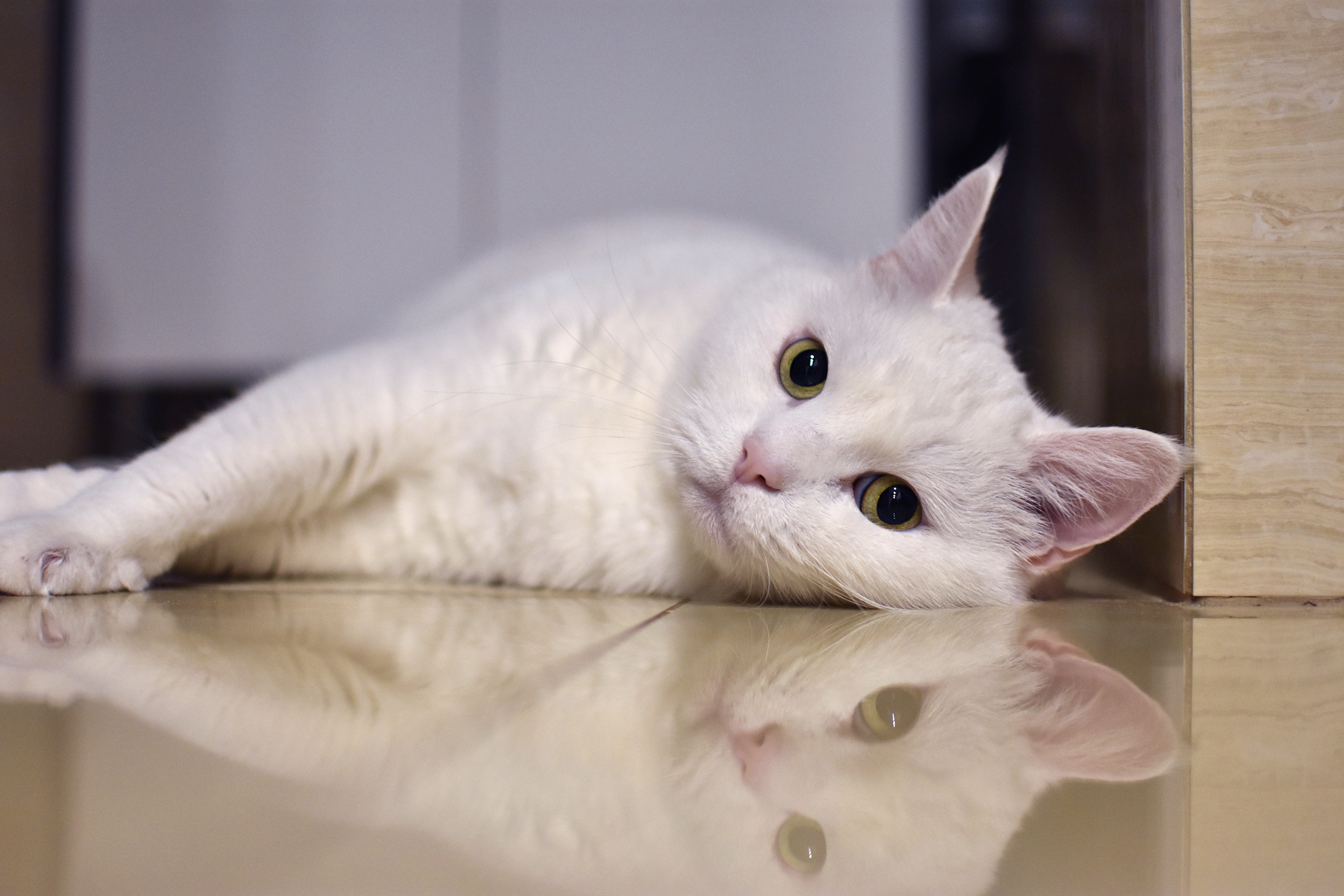 Белая киса. Порода кошек альбинос. Европейская короткошерстная кошка белая. Белый котик. Белые коты.