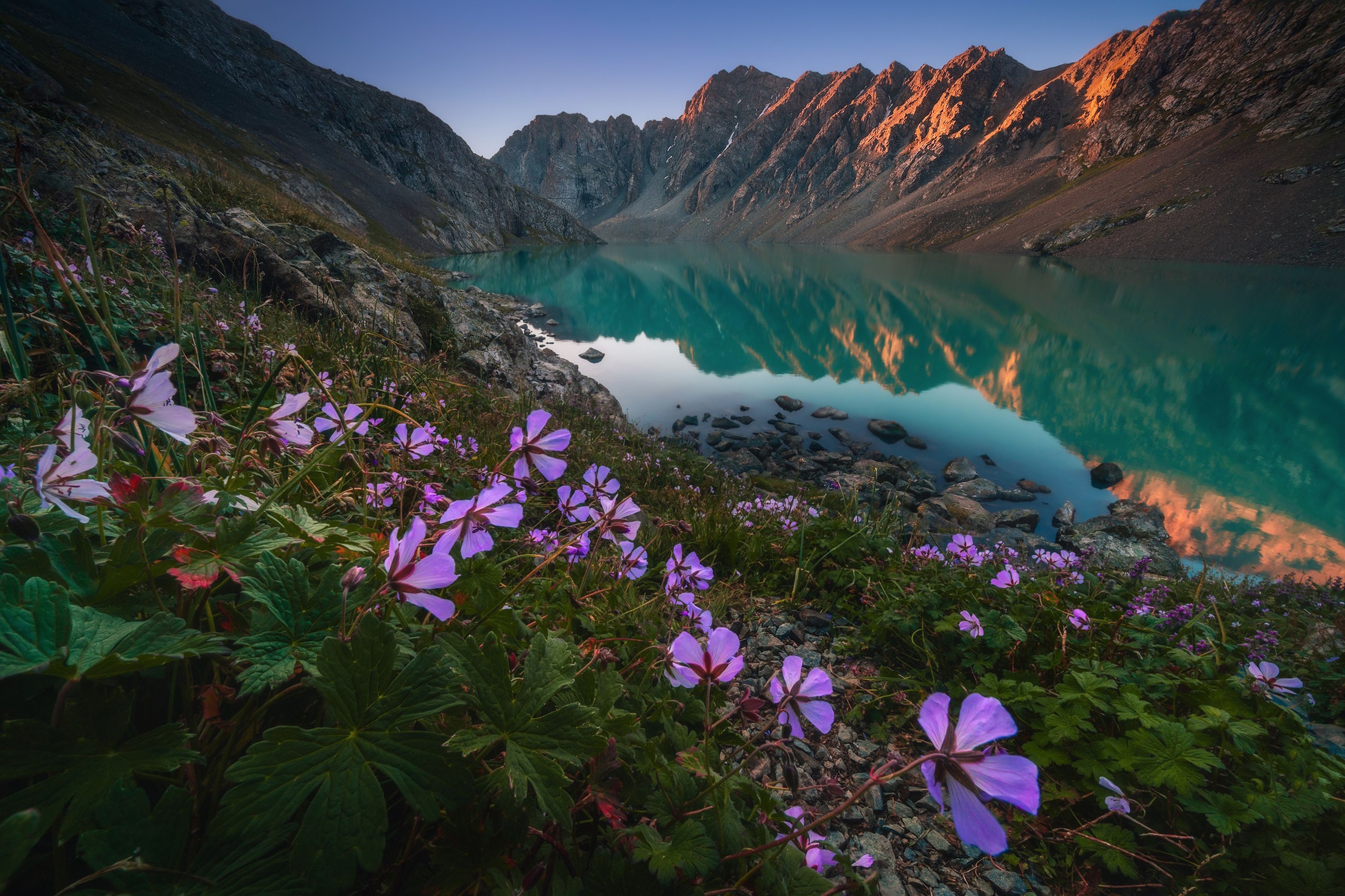Первозданный цветок. Тянь Шань Киргизия красоты. Озеро Тянь Шань. Тянь Шань озеро Киргизия.