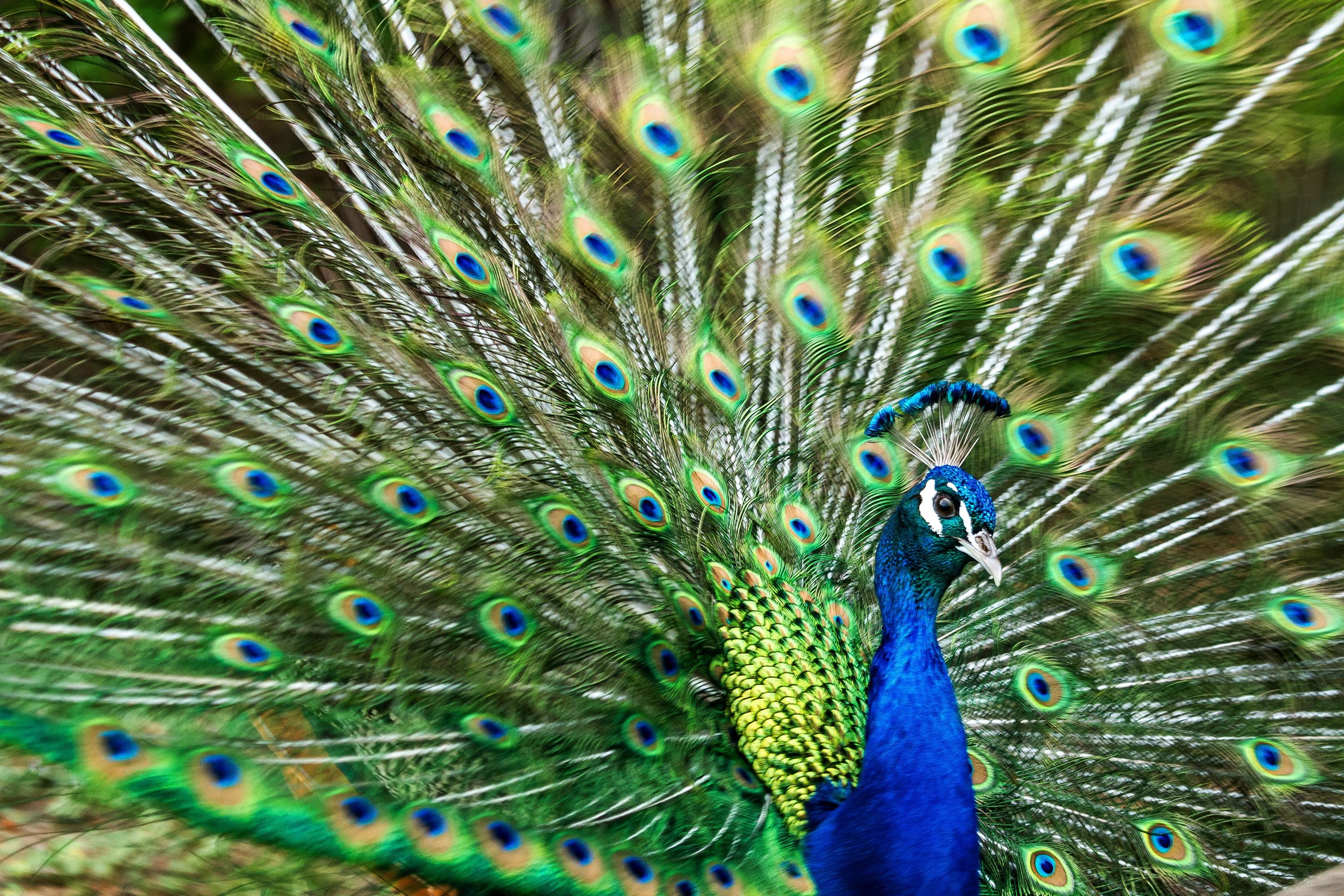 Павлин раскрывает хвост. Павлин распушил хвост. Павлин раскрывает хвост. Павлин яванский альбинос. Императорский павлин.