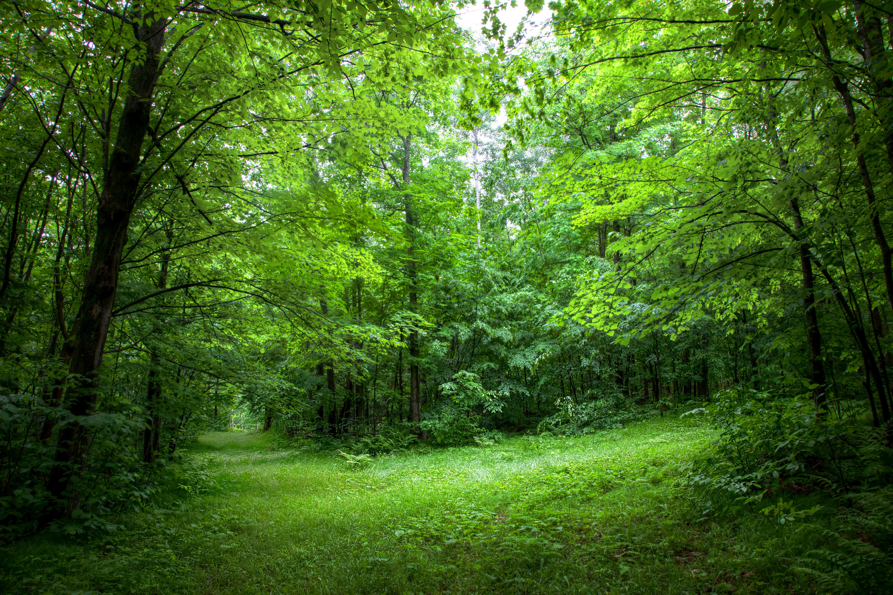 Les. Лес. Красивый лес. Зеленый лес. Летний лес.