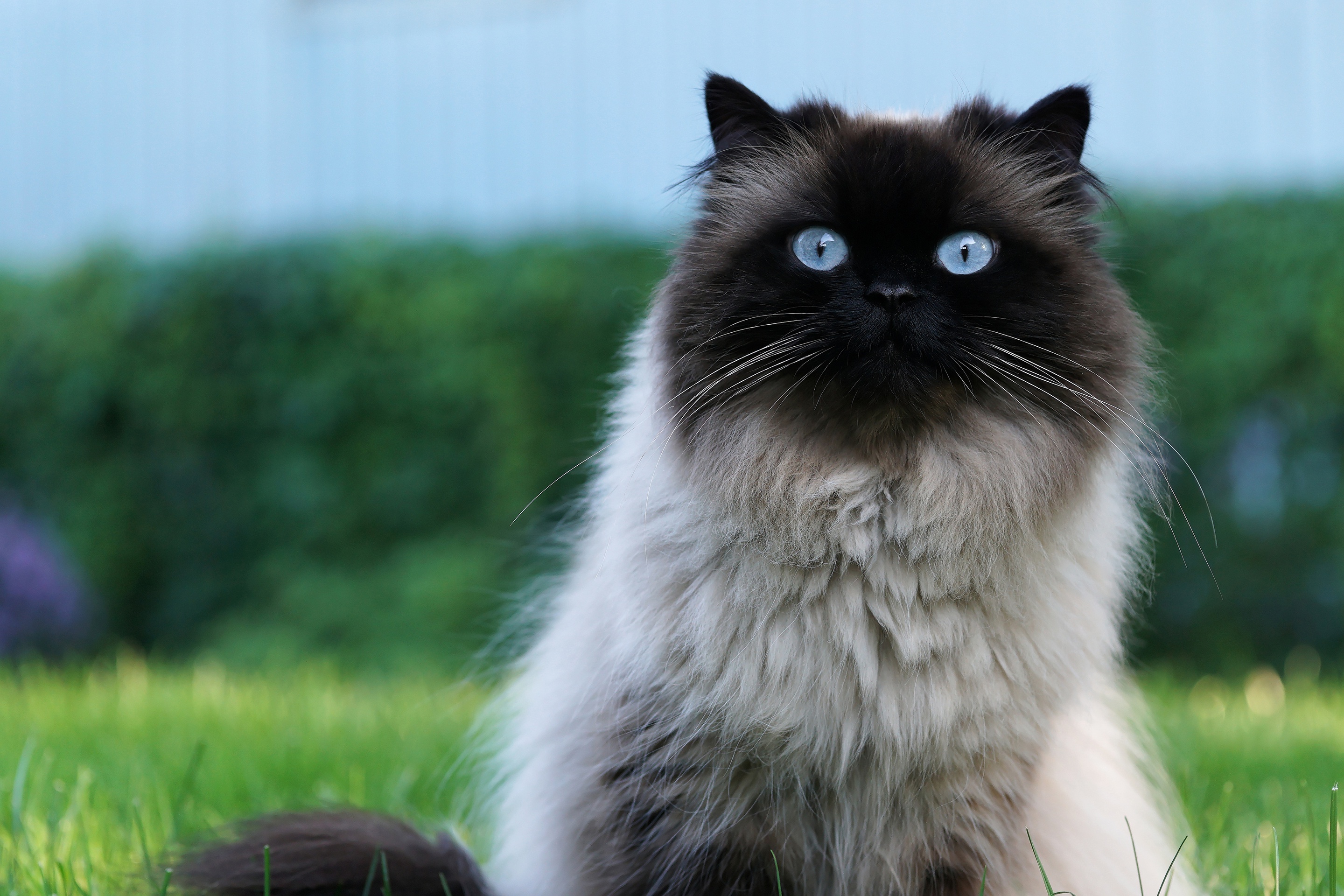 Пушистый котик. Пушистая кошка. Красивые кошечки. Хайлендер британский длинношерстный. Британский длинношерстный кот рыжий.