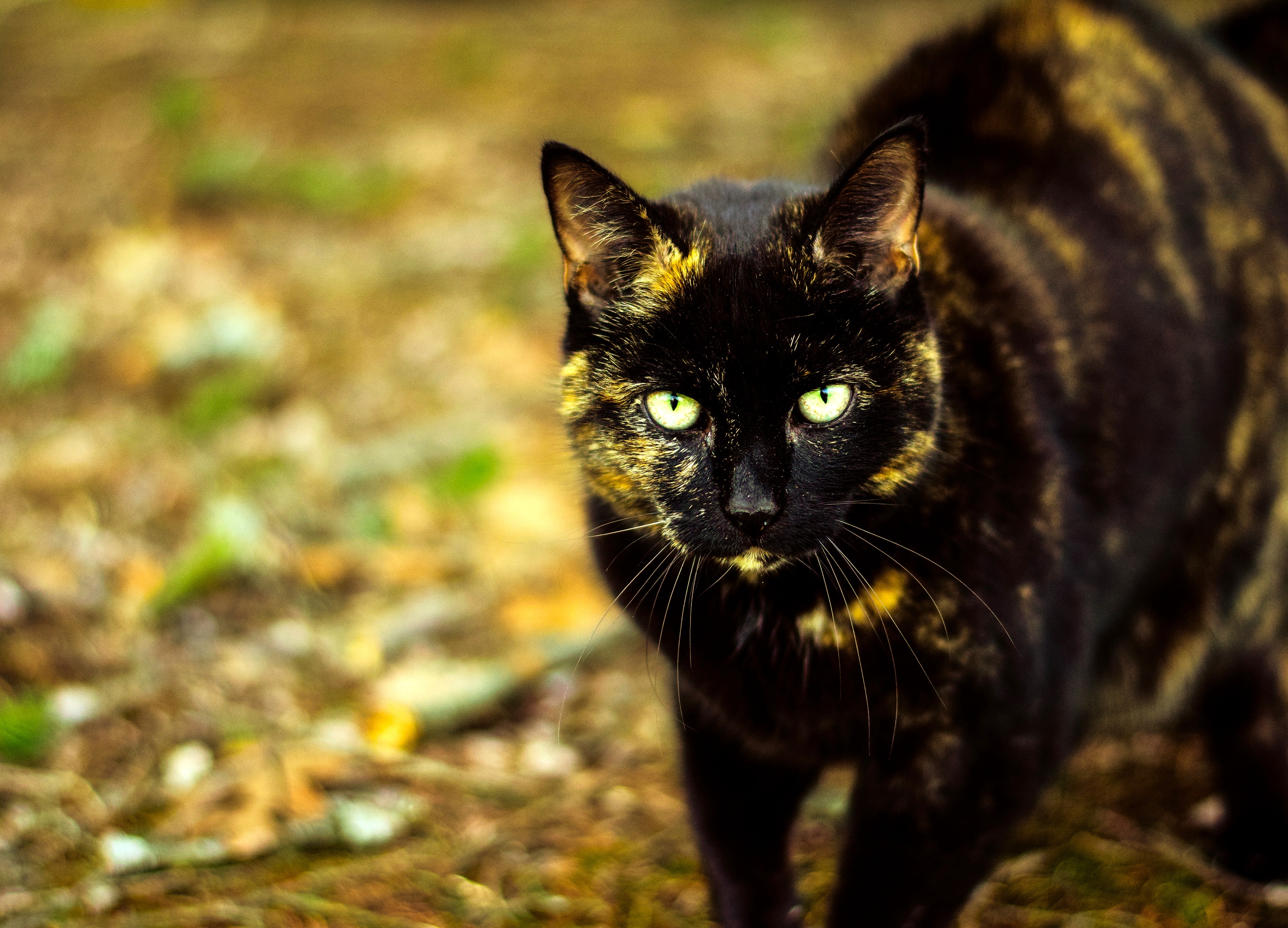 Кошка черная с рыжими пятнами порода. Крапчатый бурый кот. Бурая черепаховая кошка. Крапчатый черный кот. Черная кошка.
