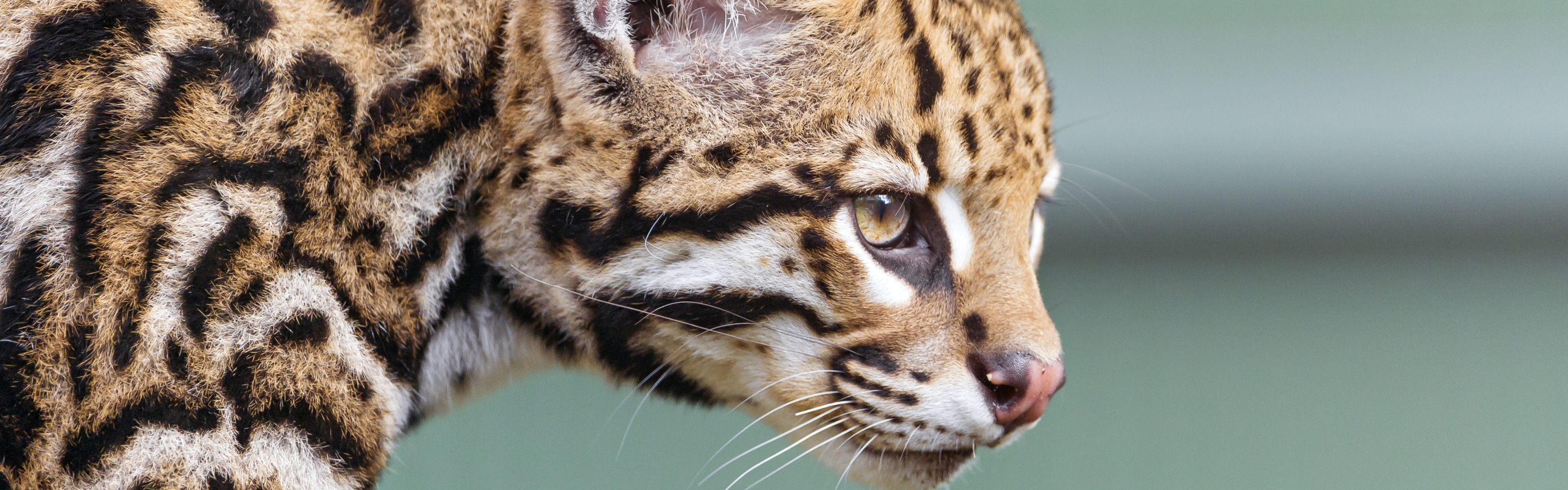 Download wallpaper cat, face, profile, ocelot, ©Tambako The Jaguar ...