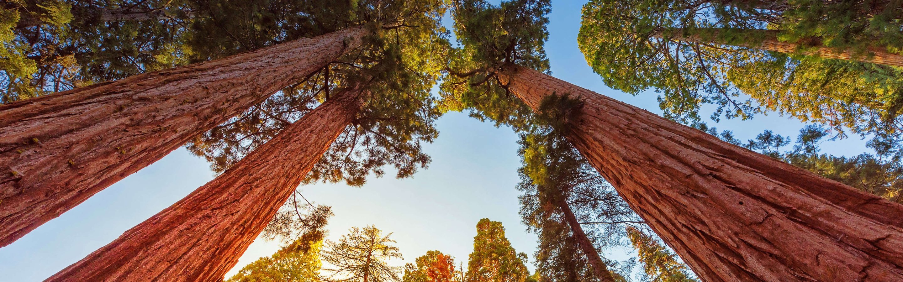 Download wallpaper the sky, trees, CA, USA, Sequoia national Park, the ...