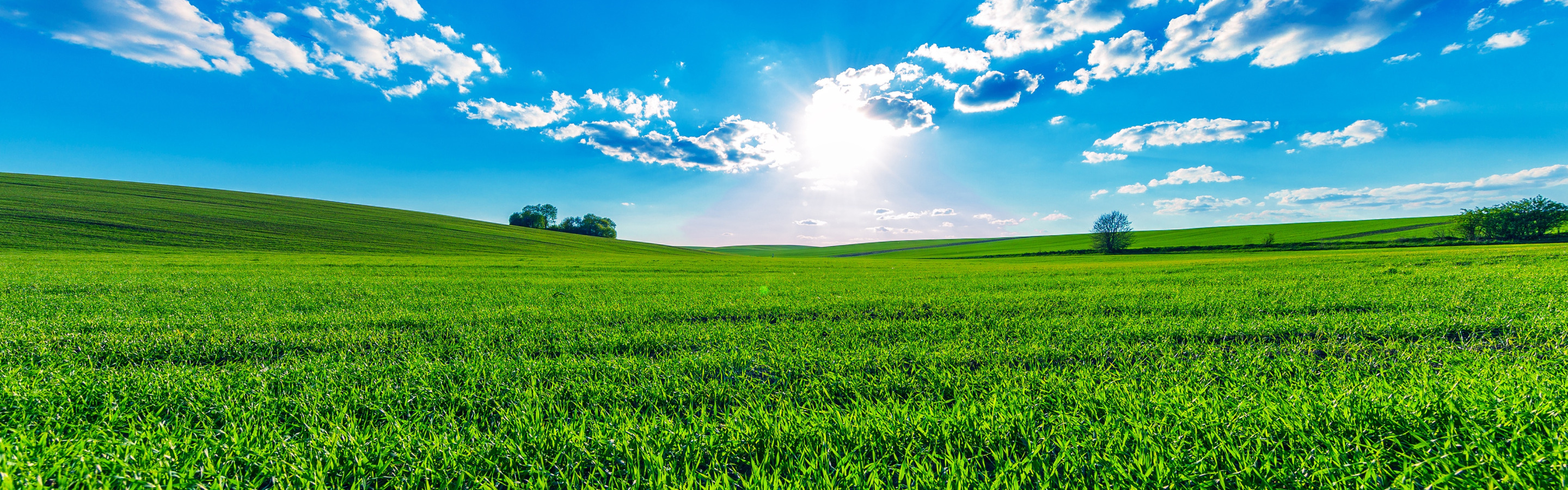 Download Wallpaper Greens Field Summer The Sky Grass The Sun