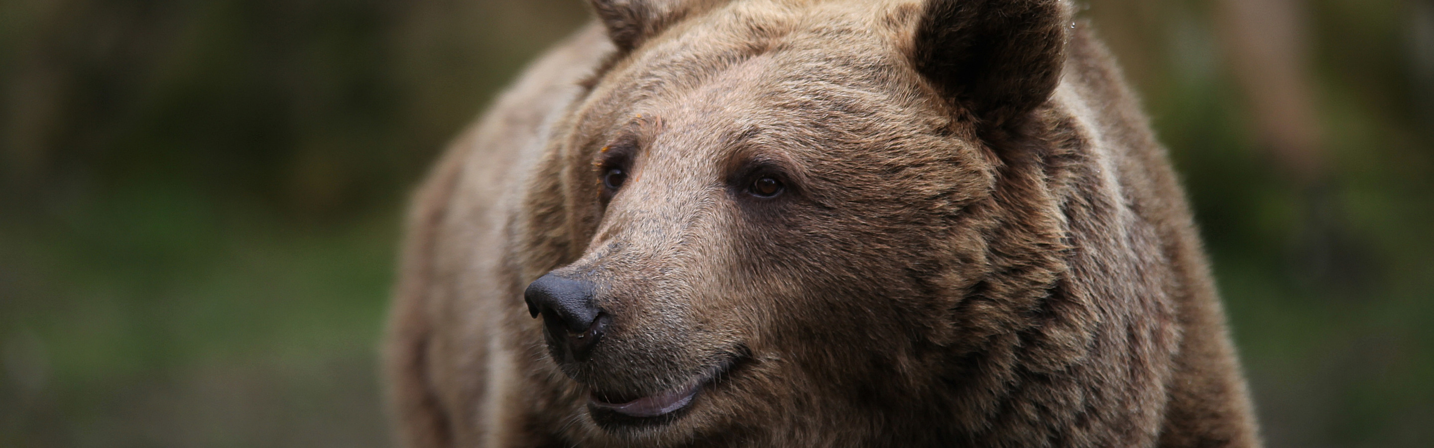 Каменный медведь. Медведь из камня. Обои на рабочий стол медведь-камень. Фото Stone Bear.