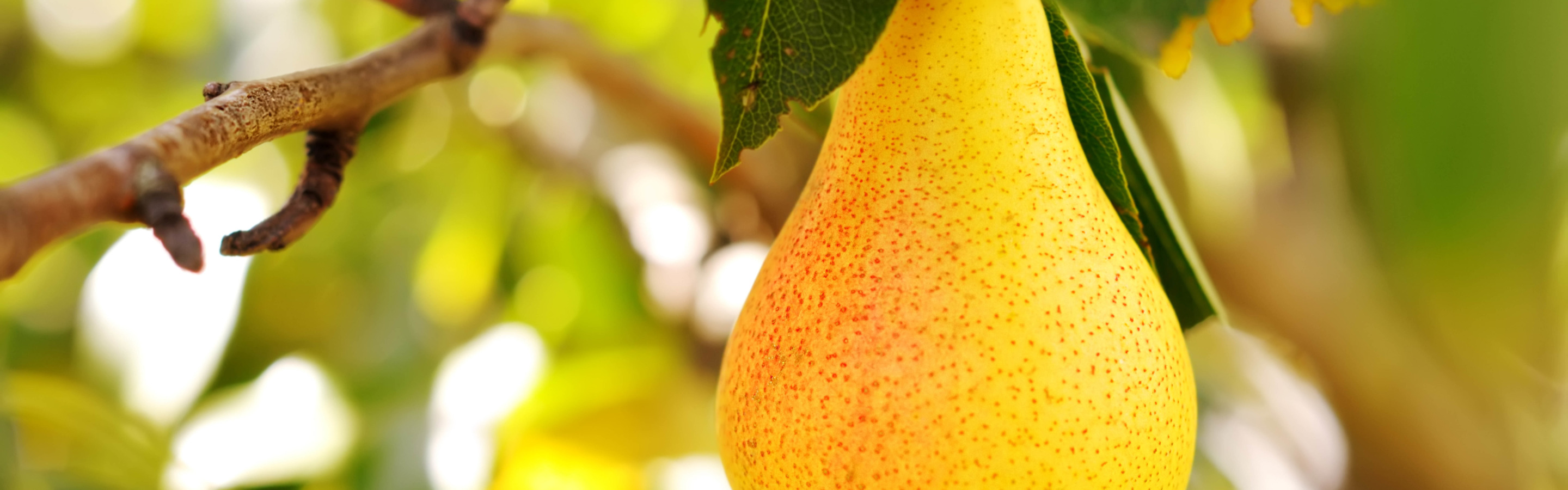 грушевый почему е