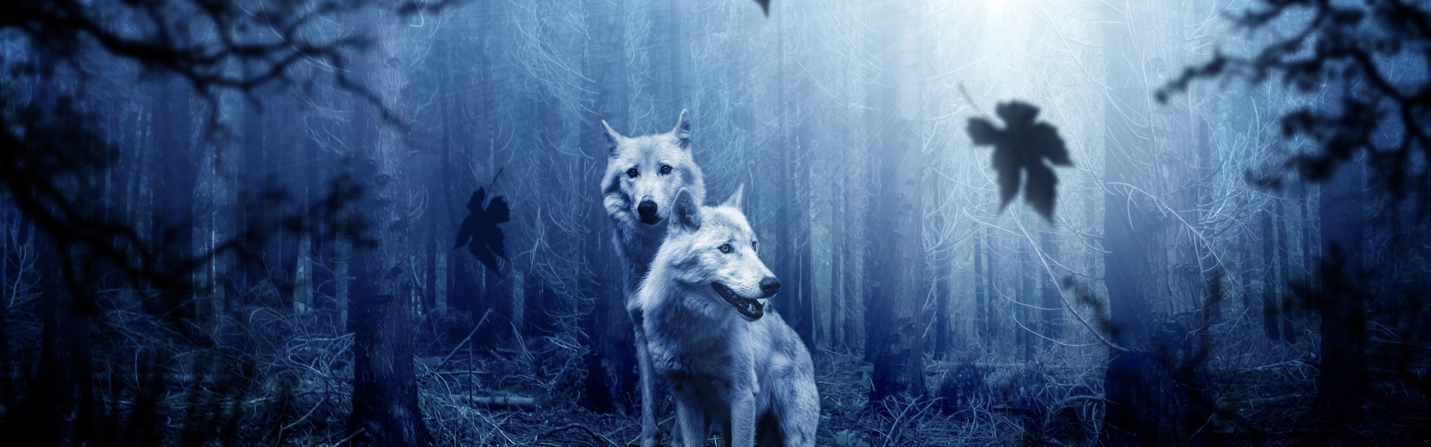 Сонник нападающий волк. Волк во сне к чему снится. Волки стаи солнечного луча. Сна волки. Фото волка в лесу ночью.