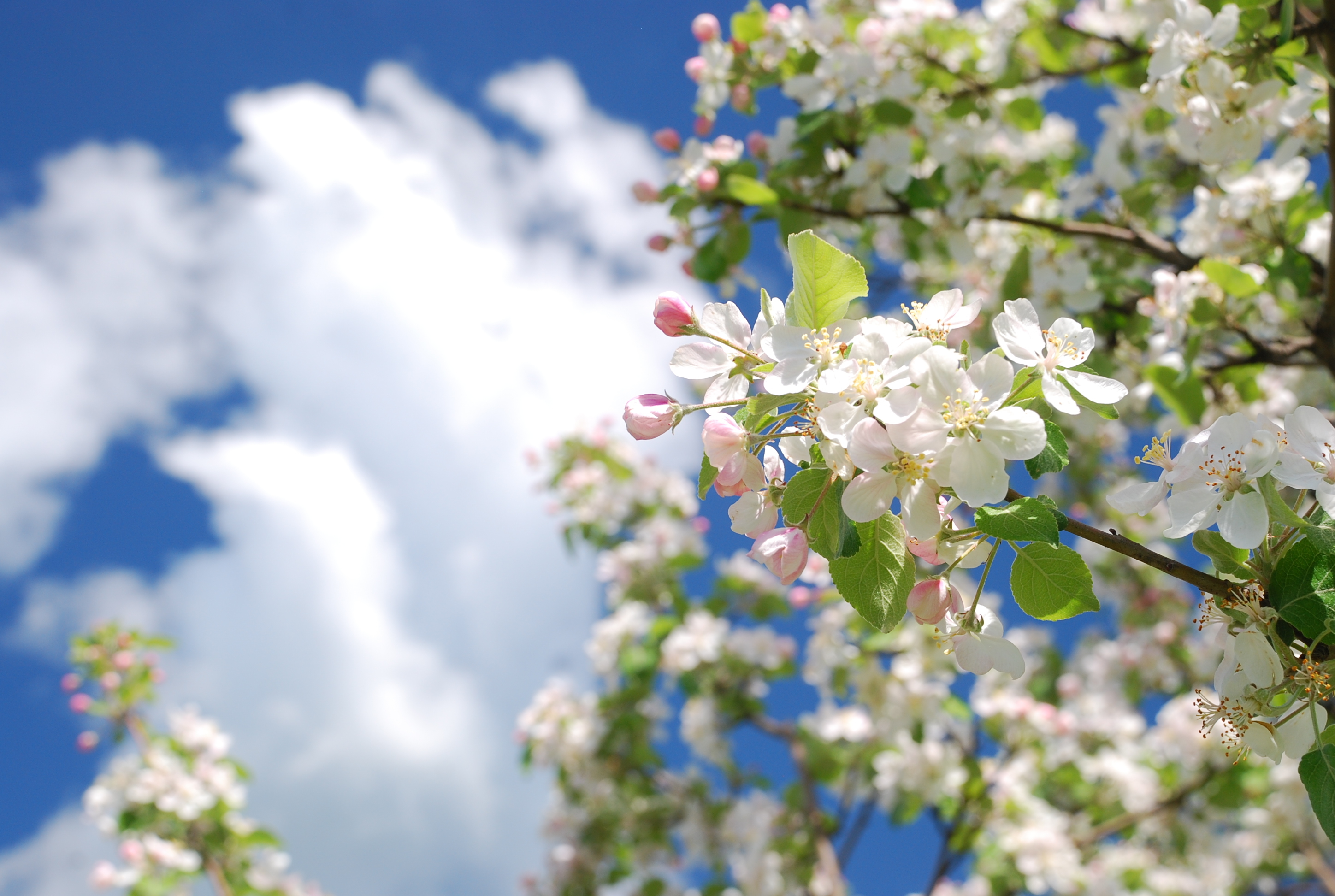 Светлый майский день. Цветущая яблоня. Яблони в цвету.