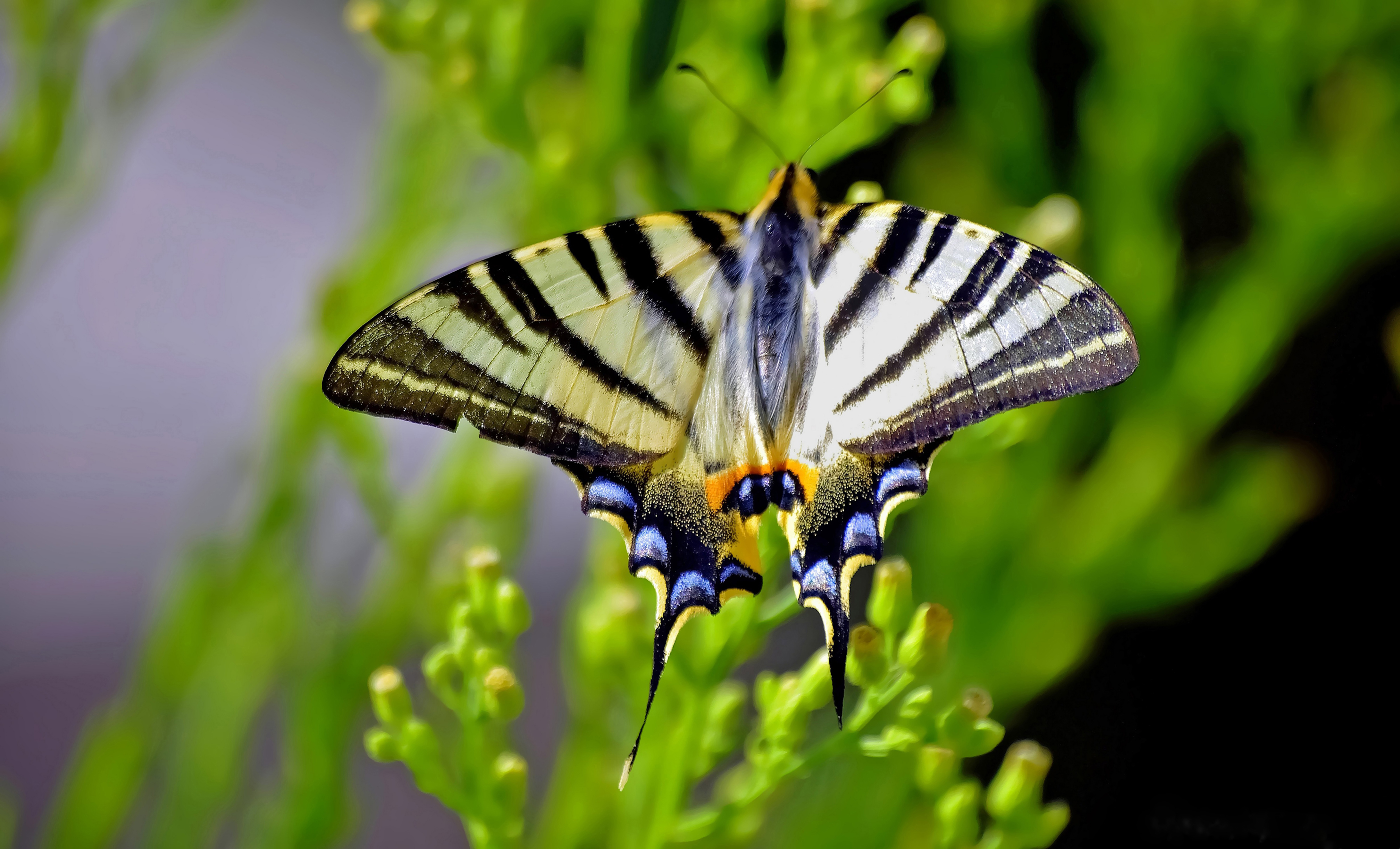 Morpho chisinau. булавоусые чешуекрылые бабочки. бабочка омурасаки. крылья мотылька. красивые бабочки.