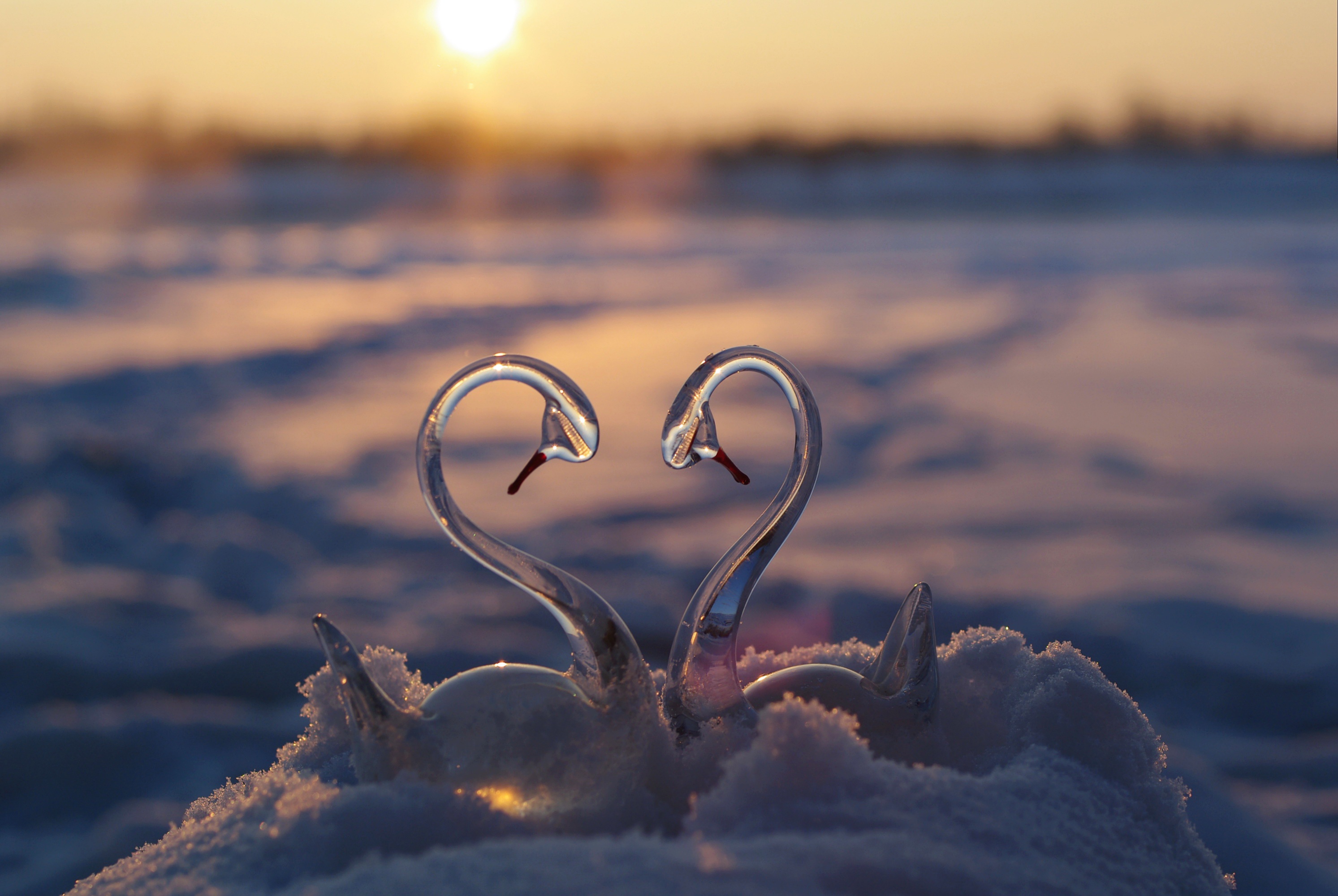 Будни любви. Сердце зимой. Лебеди зимой. Красота любви. Зима любовь.