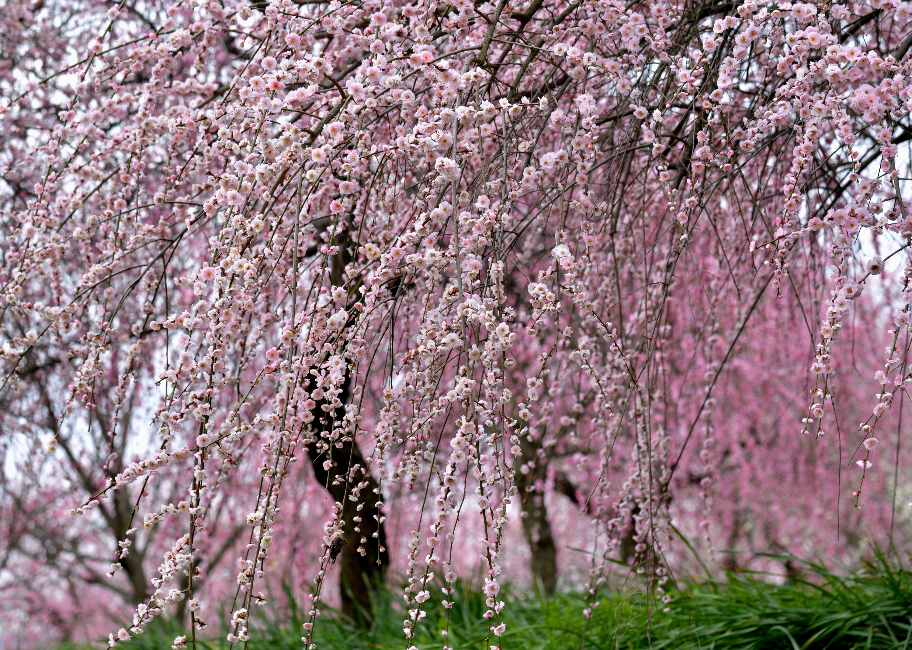Сакура цветет в саду. Сакура японская плакучая. Сакура Койо-но-май. Сакура Дикая вишня. Вишня Сакура дерево.