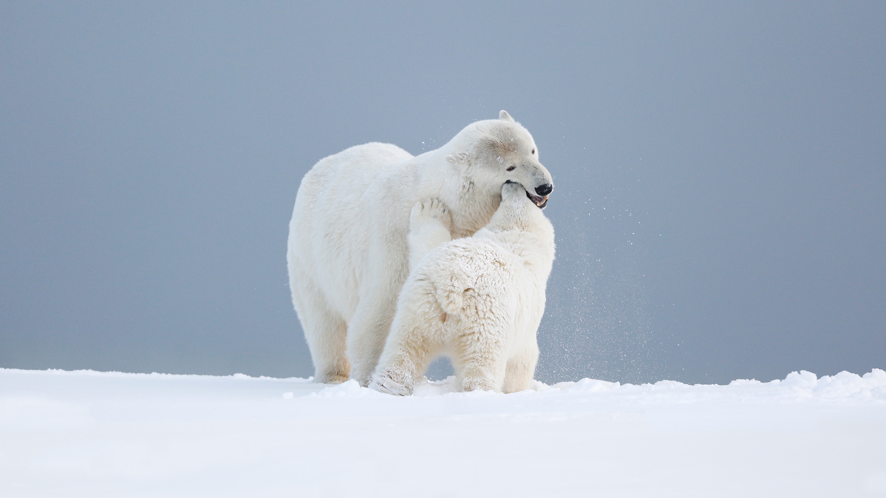 Nigma winter bear. Алабай. Белый медведь. Обои на рабочий стол белый медведь. Снежный медведь.