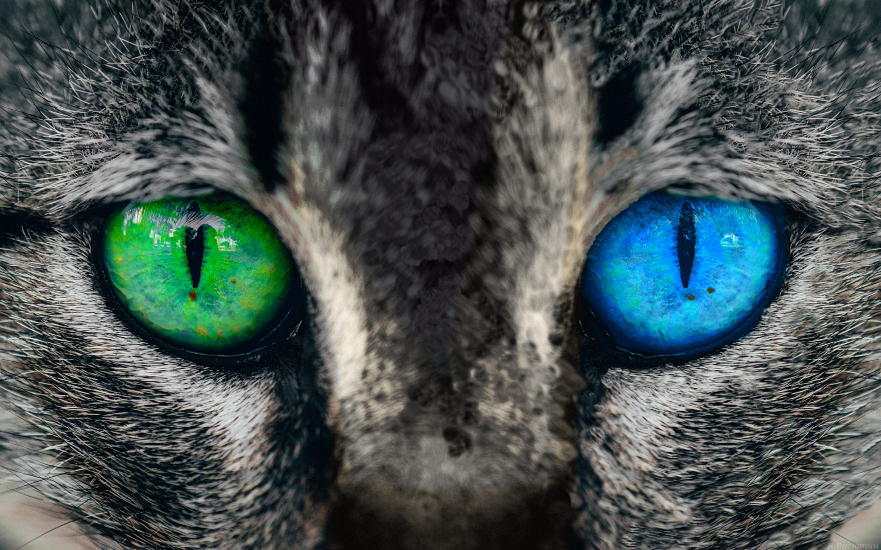 Обои глазки. Кошачий глаз. Взгляд кошки. Красивые кошачьи глаза. Кошка с красивыми глазами.
