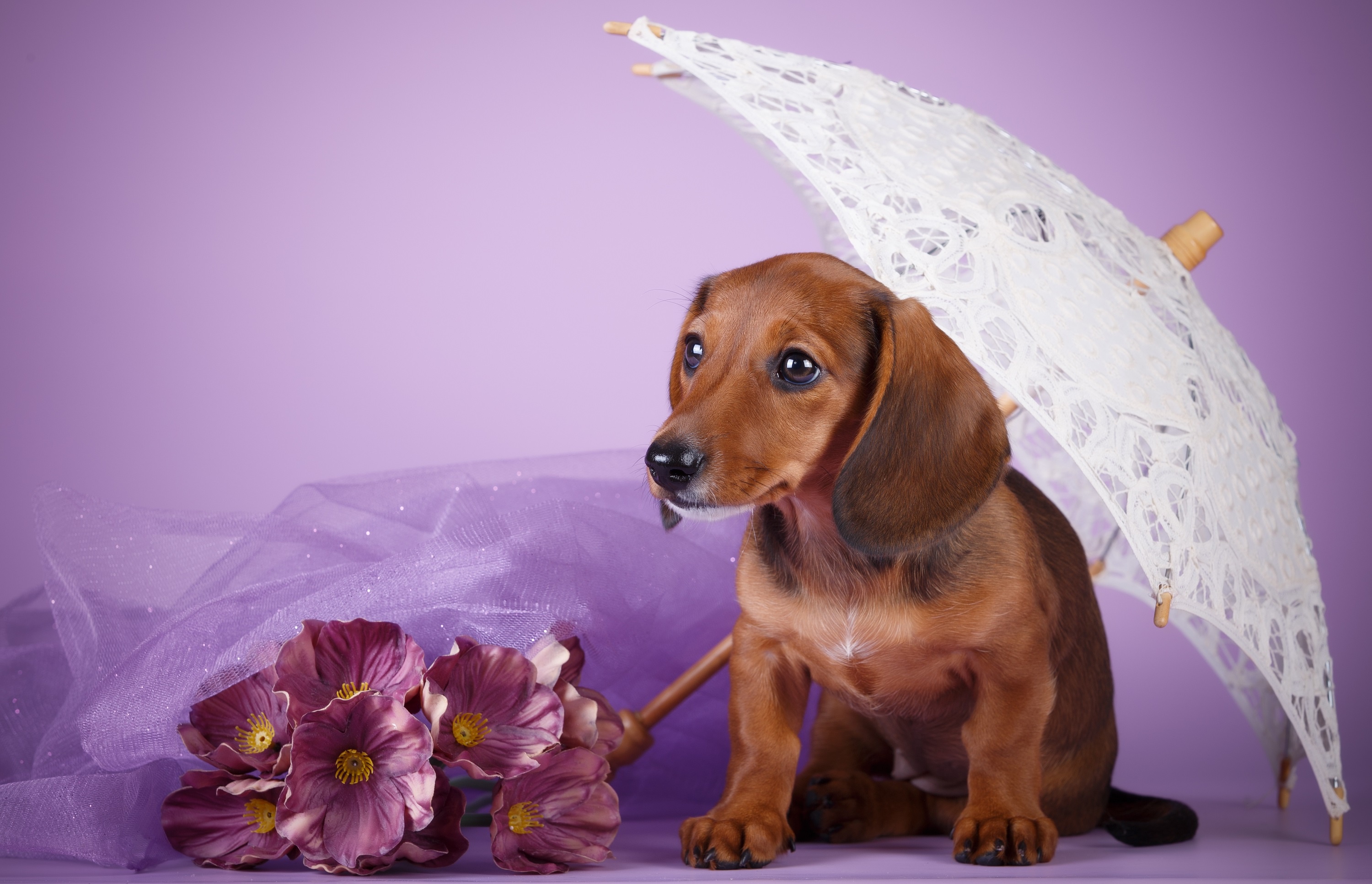 Wiener dog umbrella fashion