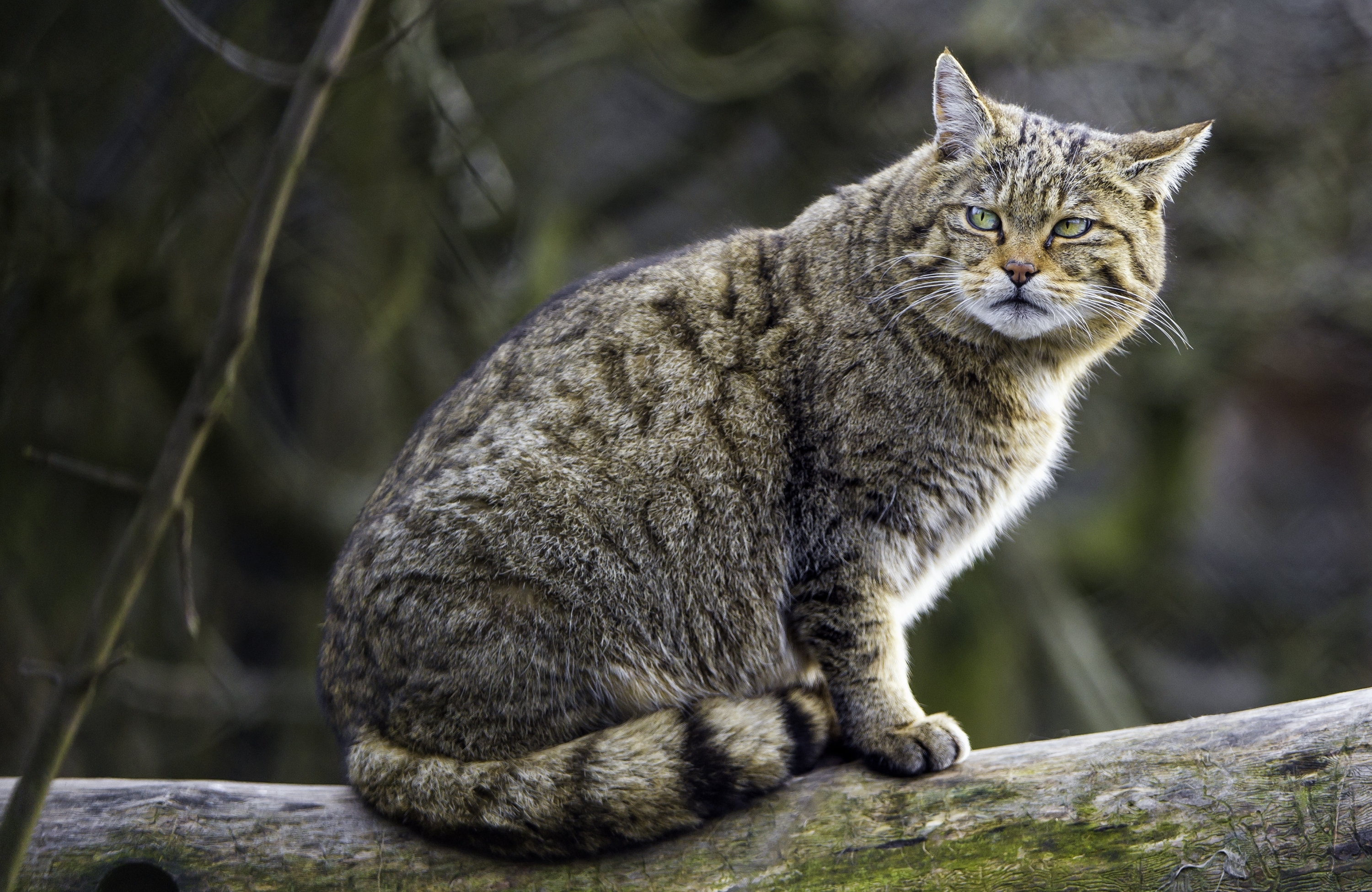 Wild cat. Европейский Лесной кот камышовый. Шотландская Лесная кошка. Шотландская Дикая Лесная кошка. Британский Лесной кот.