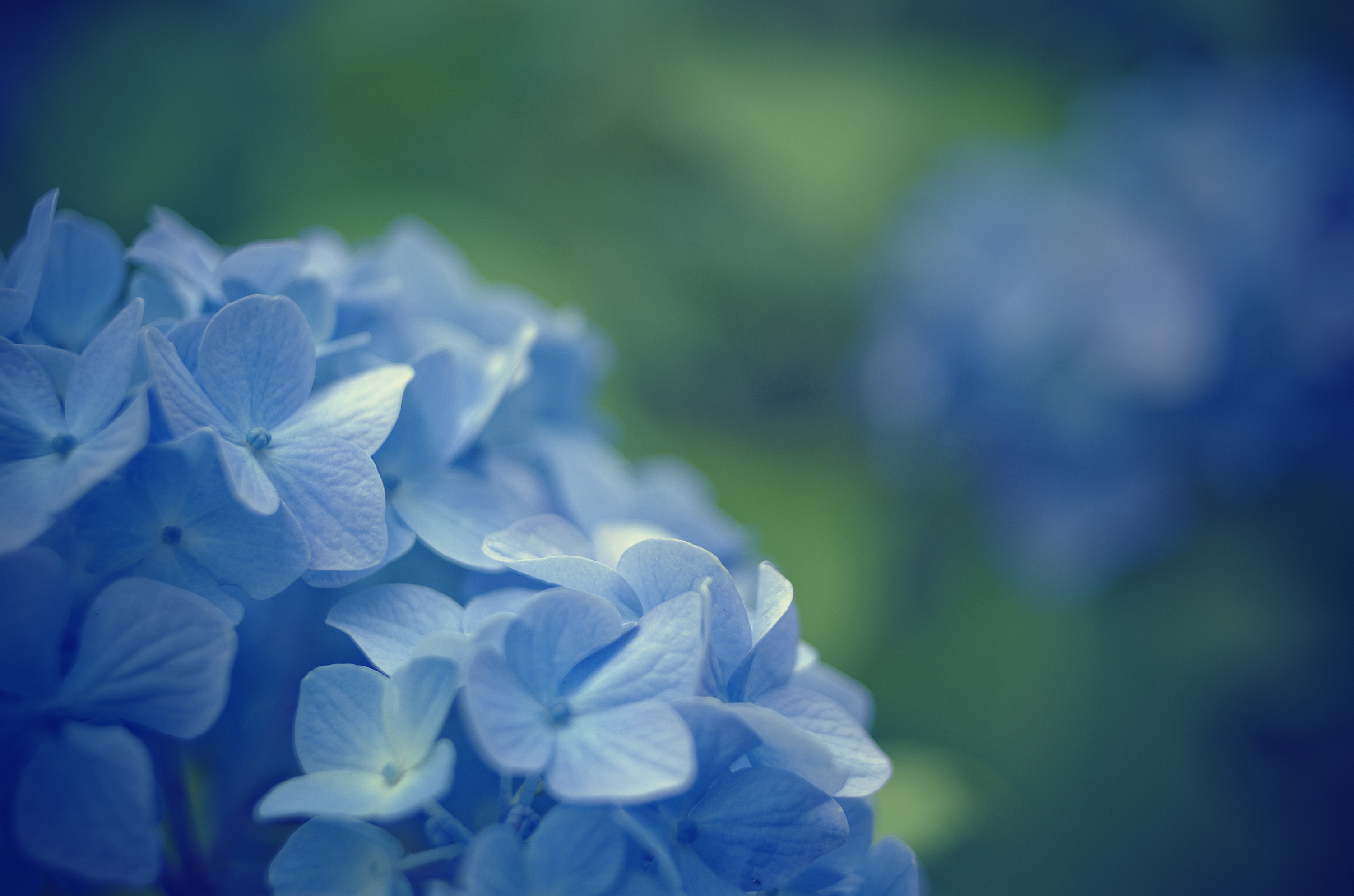Голубой цвет фото. Гортензия Незабудка. Голубая гортензия. Бледно голубые цветы. Нежно голубой цвет.