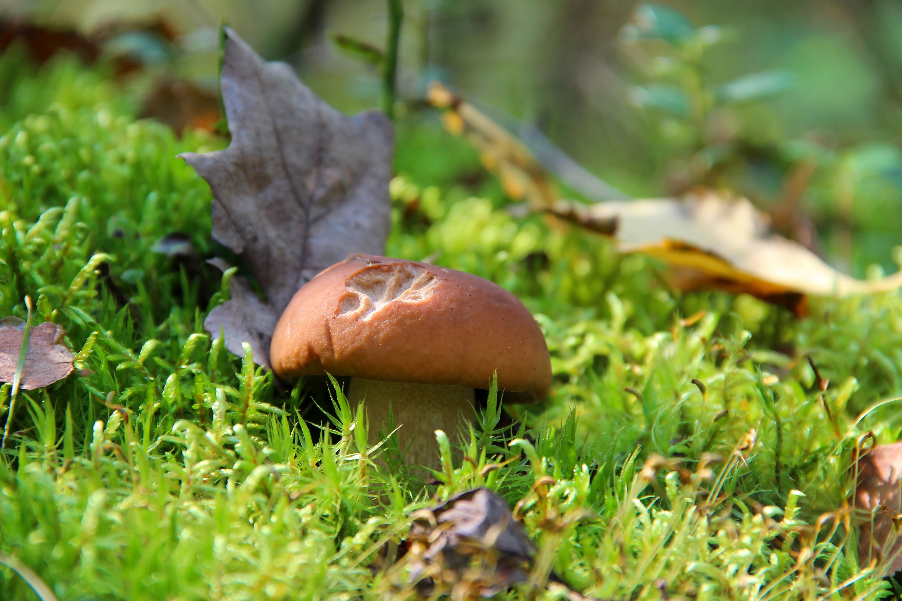 Грибы природа лес. Осенние грибы. Осень грибы. Грибы в траве. Белый гриб.