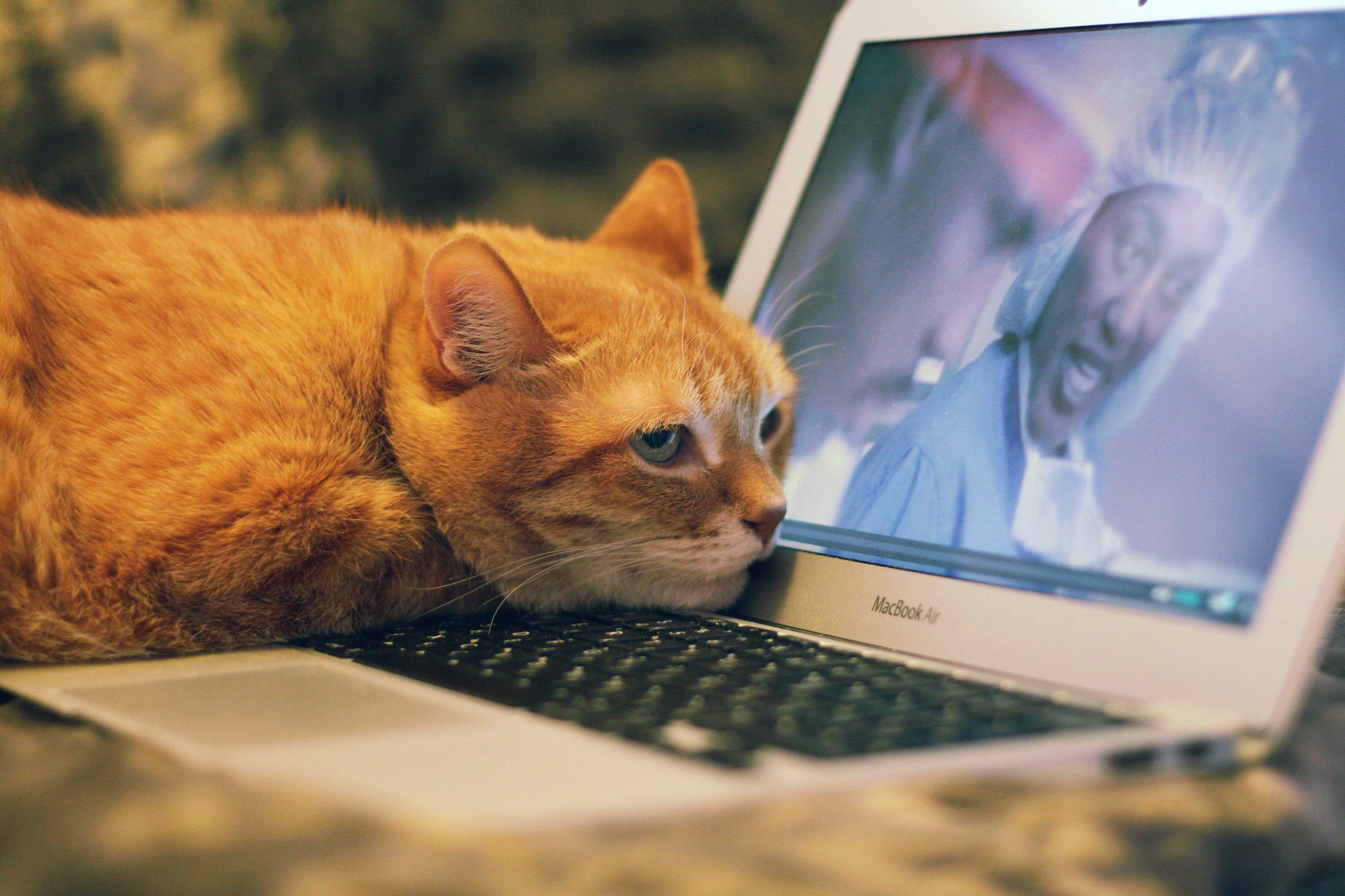 Смотрят кошки на экране. Кошка за компьютером. Котик с компьютером. Котенок за компьютером. Рыжий кот за компьютером.