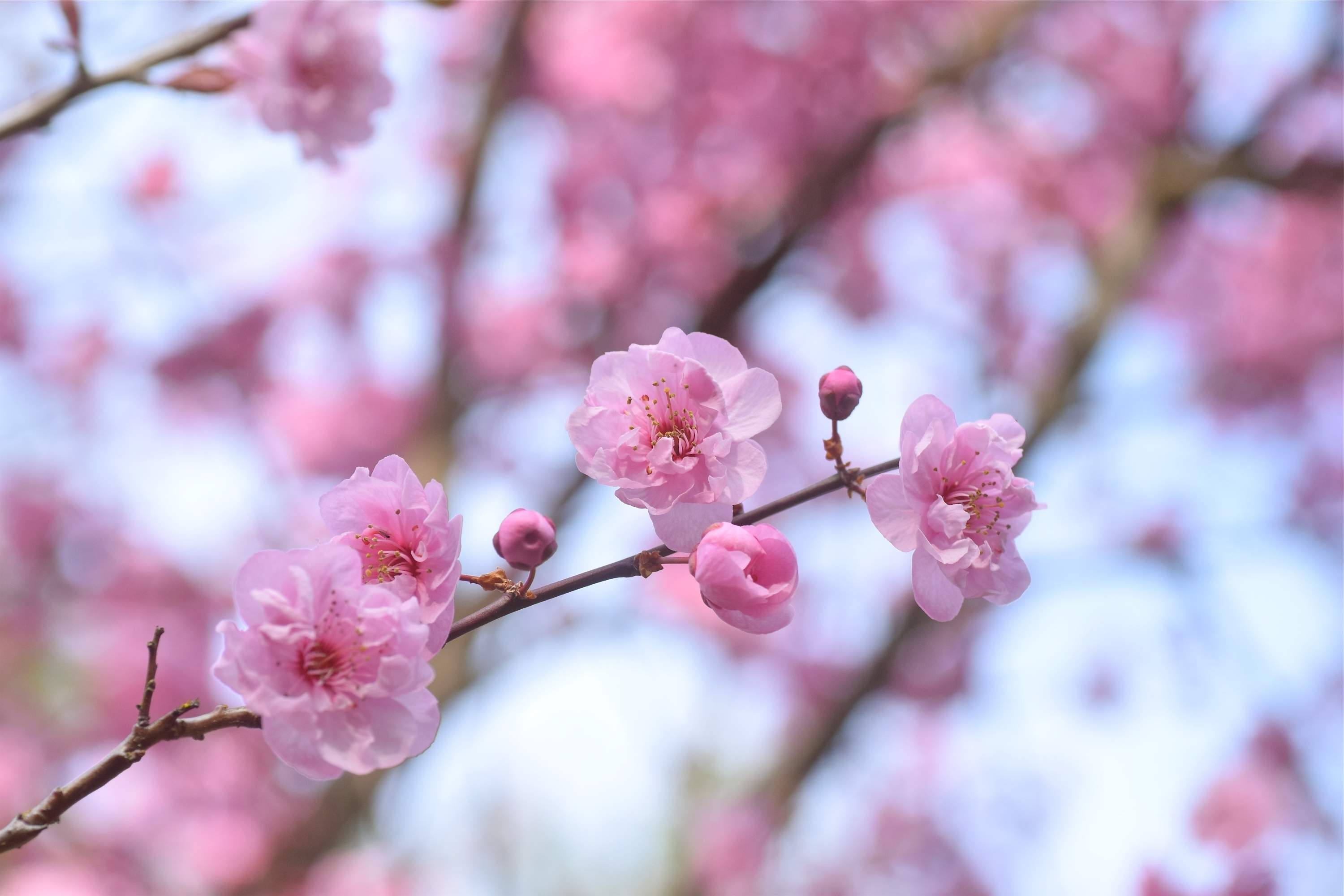 Розовая вишня букв. Слива и Сакура. Сливовая Сакура. Китайская слива цветение. Цветущая Сакура.