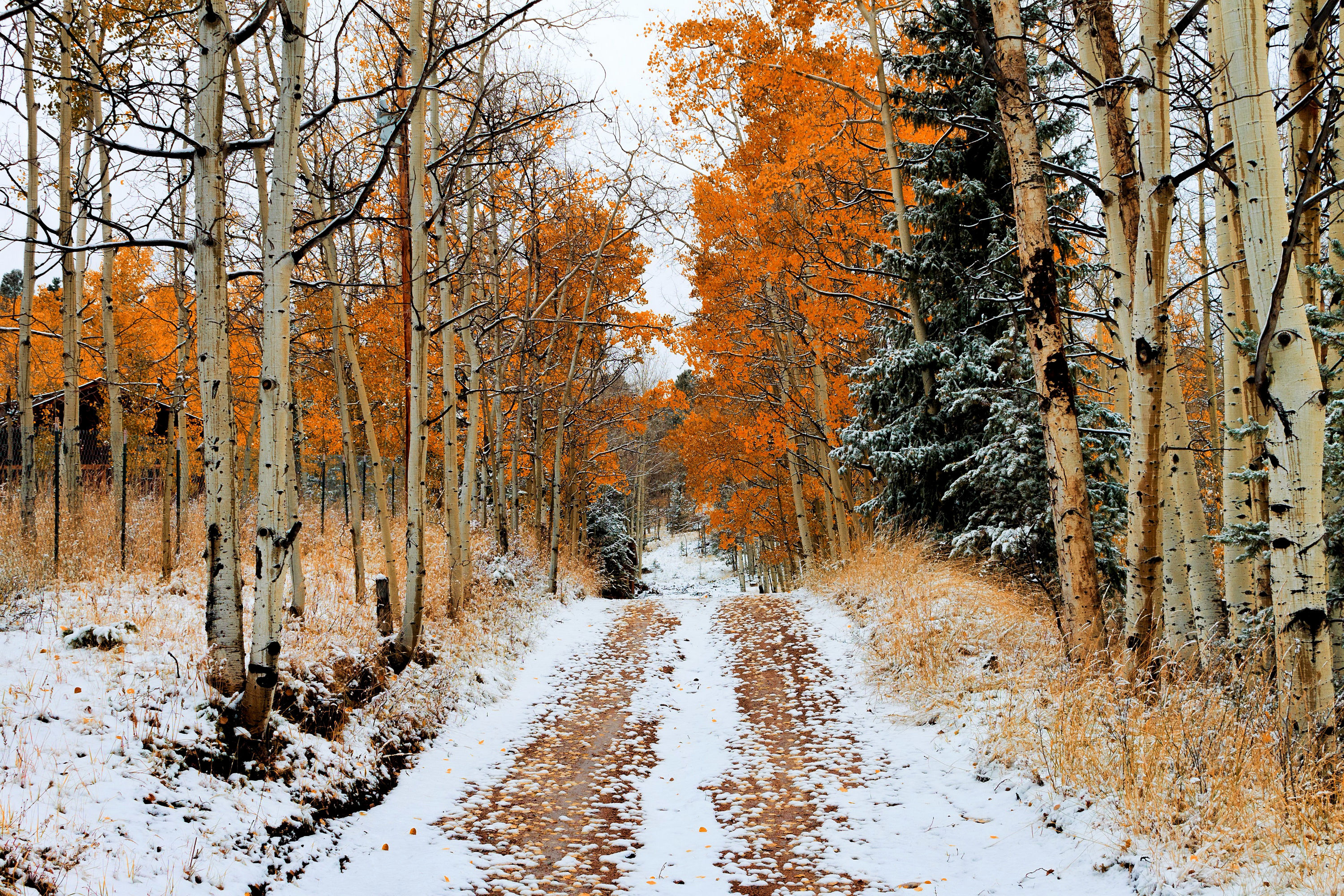 Поздняя осень и наступление зимы. Ранняя зима. Снег осенью. Октябрь природа. Поздняя осень снег.