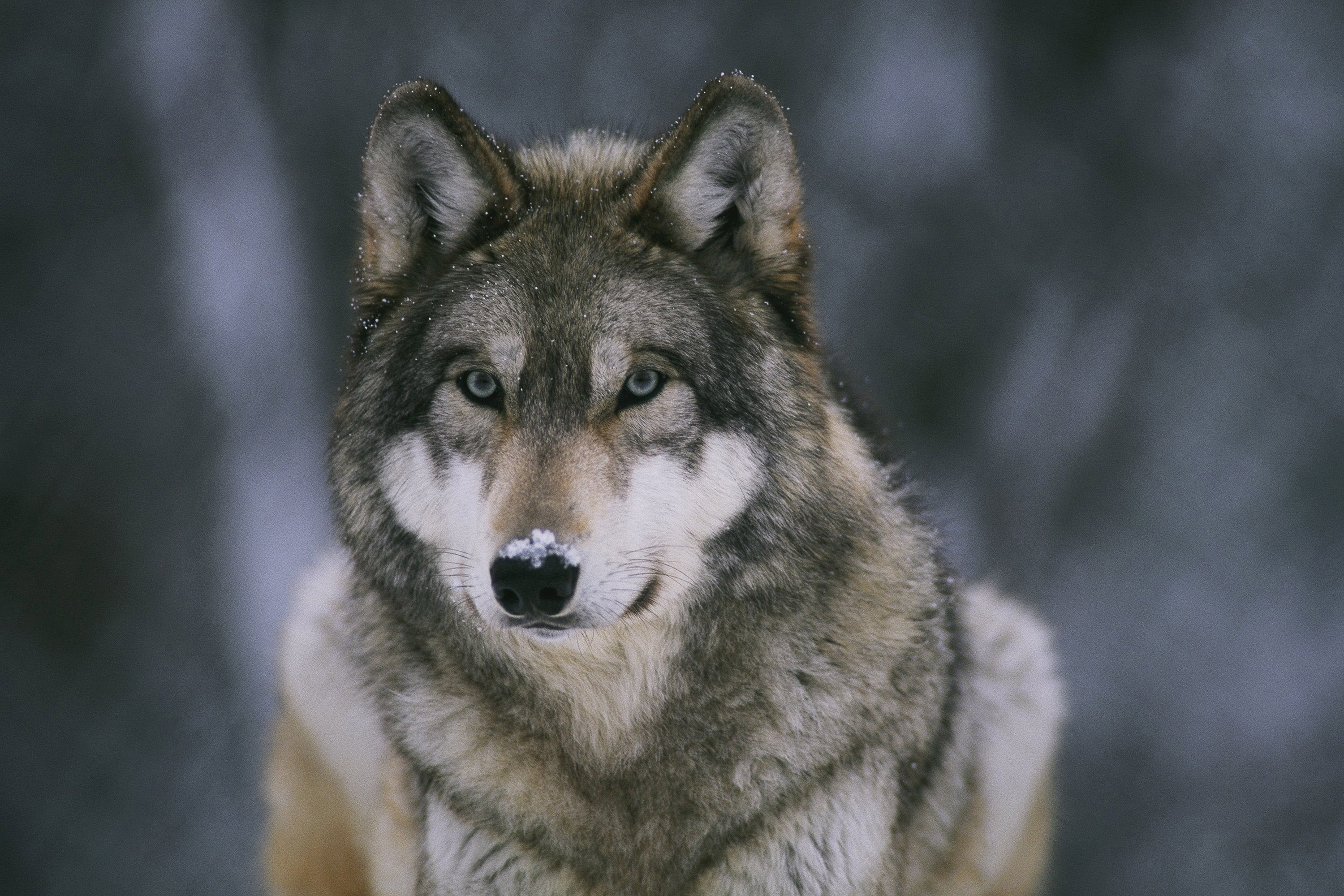 Про диких волков. Волк единственный. Grey Wolf animal. Волки это единственные животные.