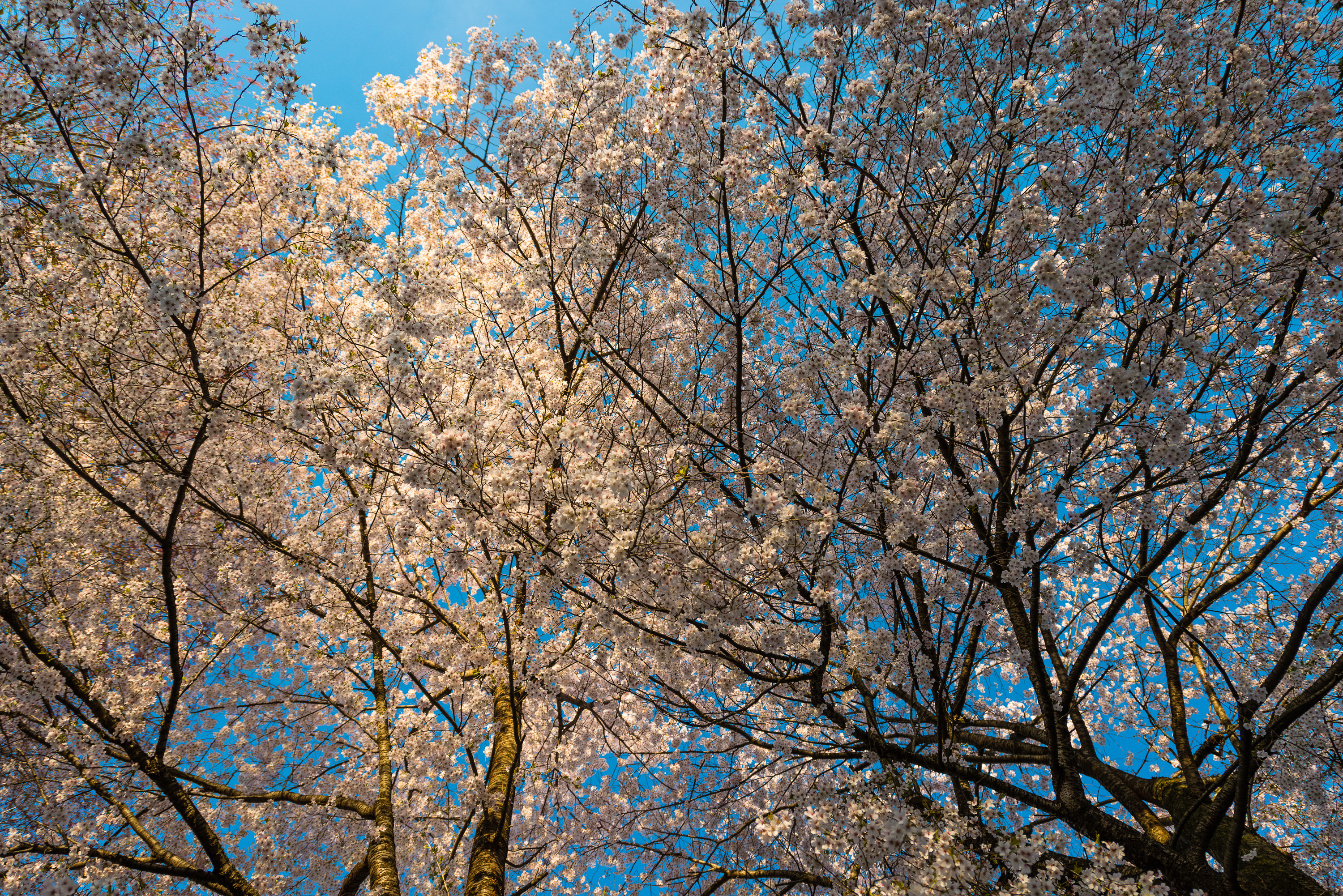 Апрель фото на рабочий стол. Весеннее дерево. Цветущее дерево. Деревья весной. Весеннее цветение деревьев.