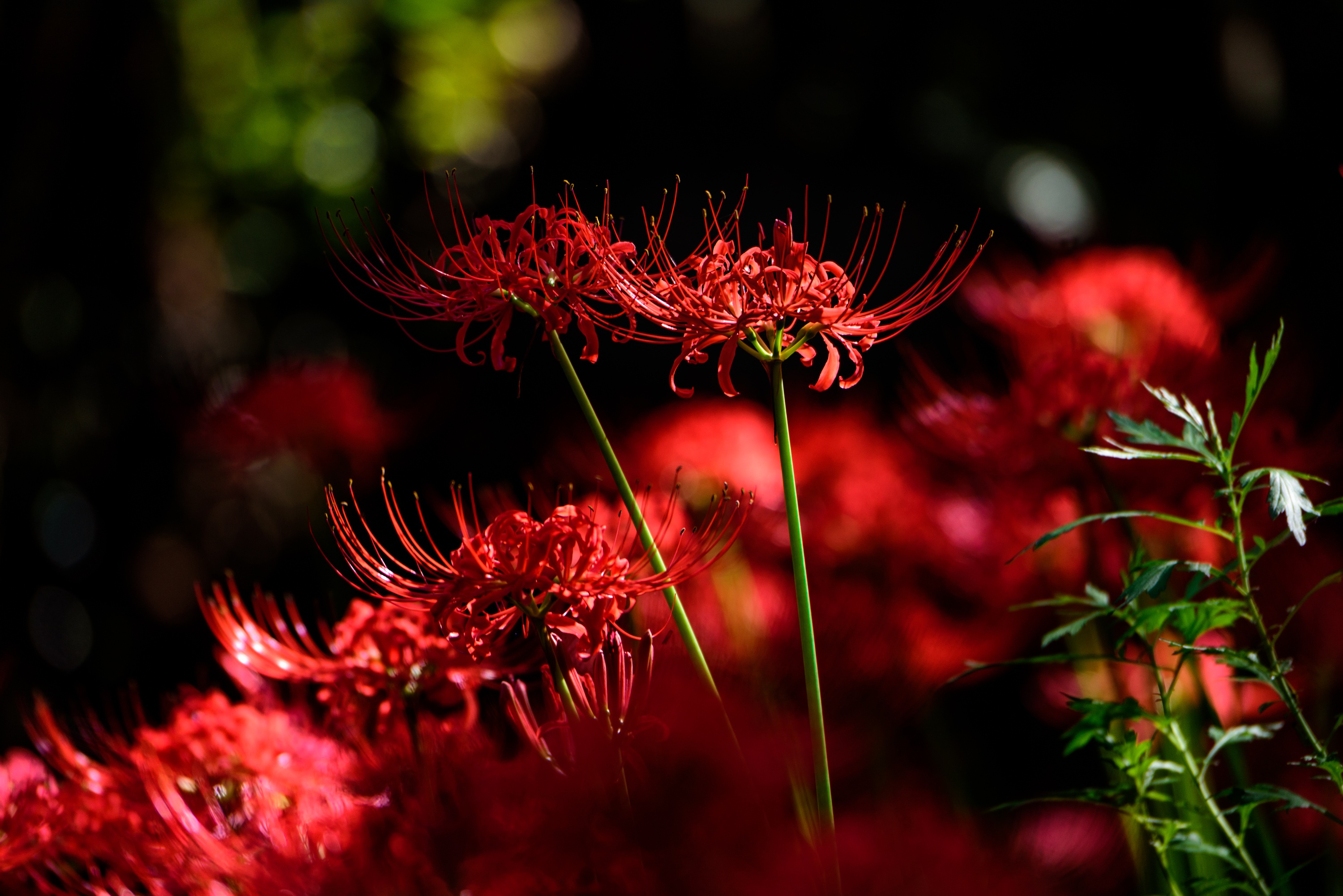 Wallpaper flowers the dark background spider Lily bokeh light