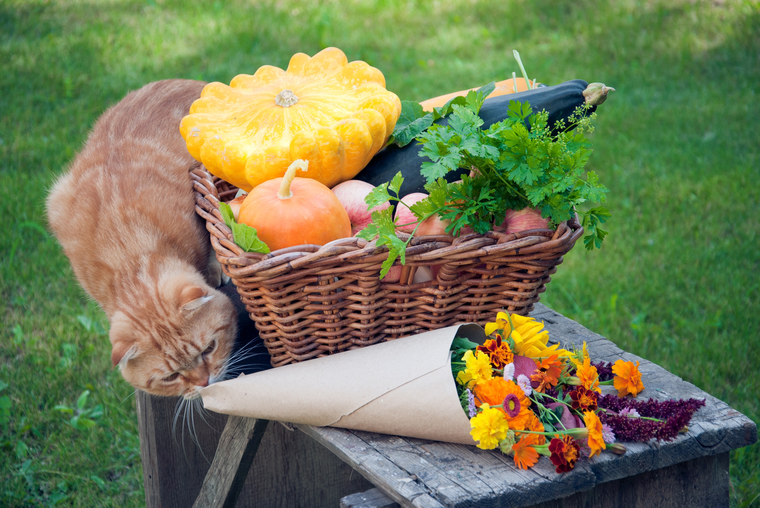 кот вегетарианец. кошка с фруктами. корнишон кошка. коты овощи. кошка и овощи.