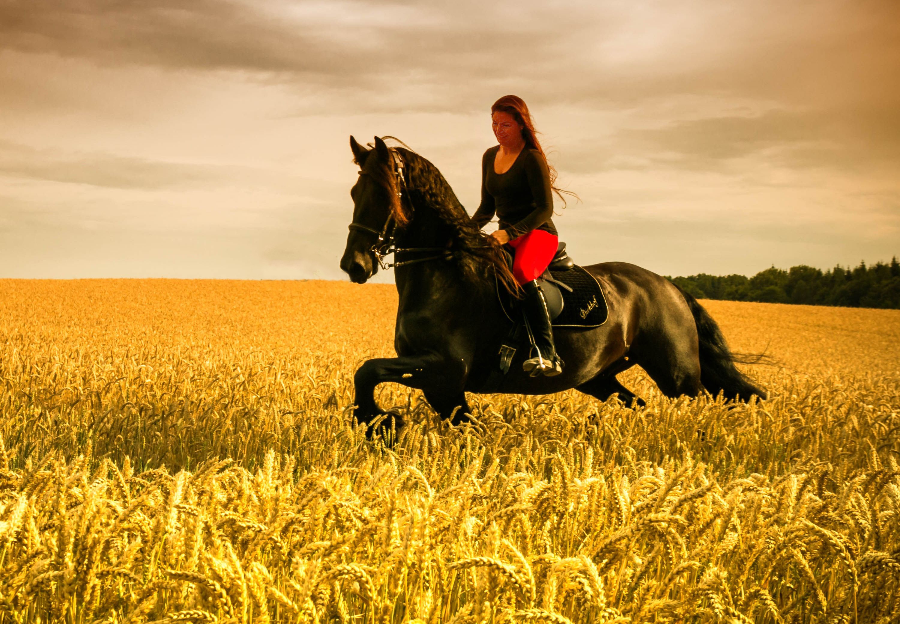 Верховое поле. Конь в поле. Лошадь в поле. Лошадь в пшеничном поле. Фотосессия с лошадью в поле.