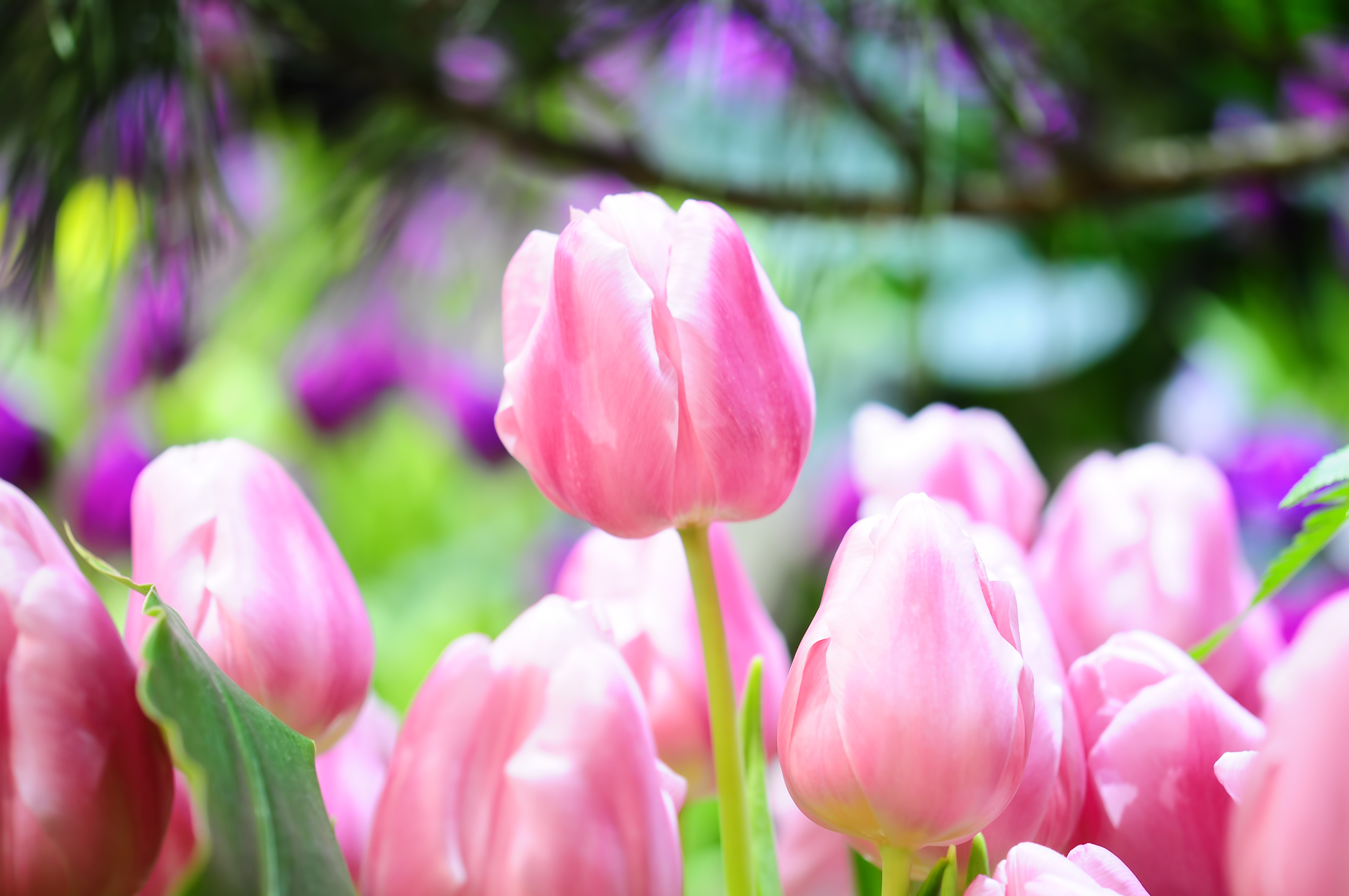 Весенние тюльпаны картинки красивые. Тюльпан Vesna. Тюльпан Пинк спринг. Тюльпан Сальво. Тюльпан Niigata.