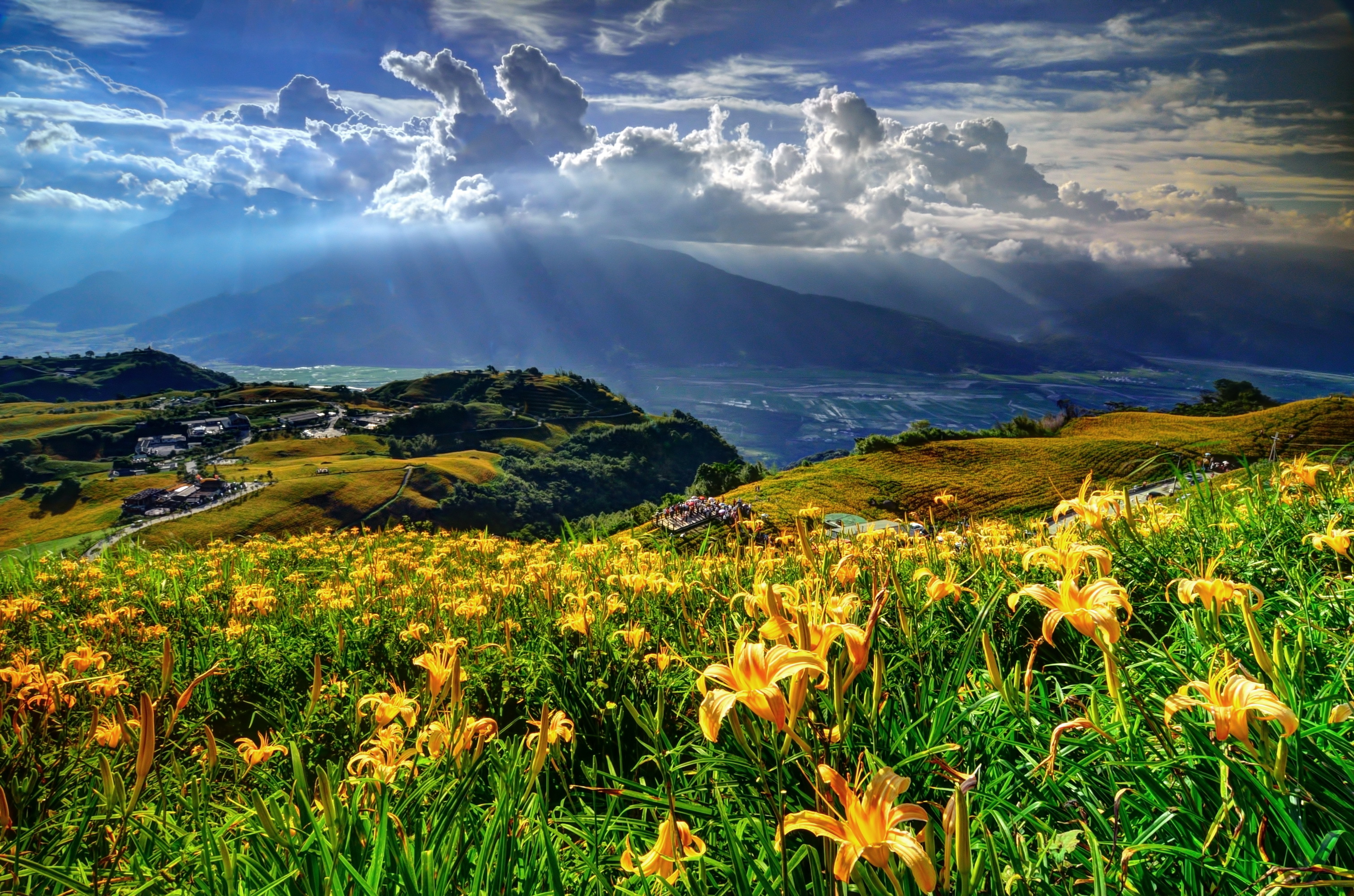 Холмы цветы. Национальный парк Олимпик Луга горы цветы Поляна. Природа. Красивая природа. Прекрасная природа.