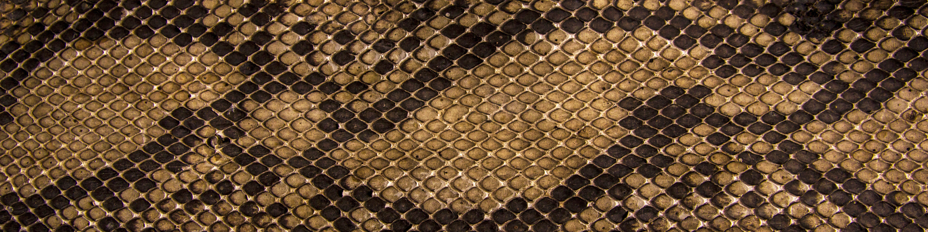 Download wallpaper snakes, texture, scales, leather, section textures ...