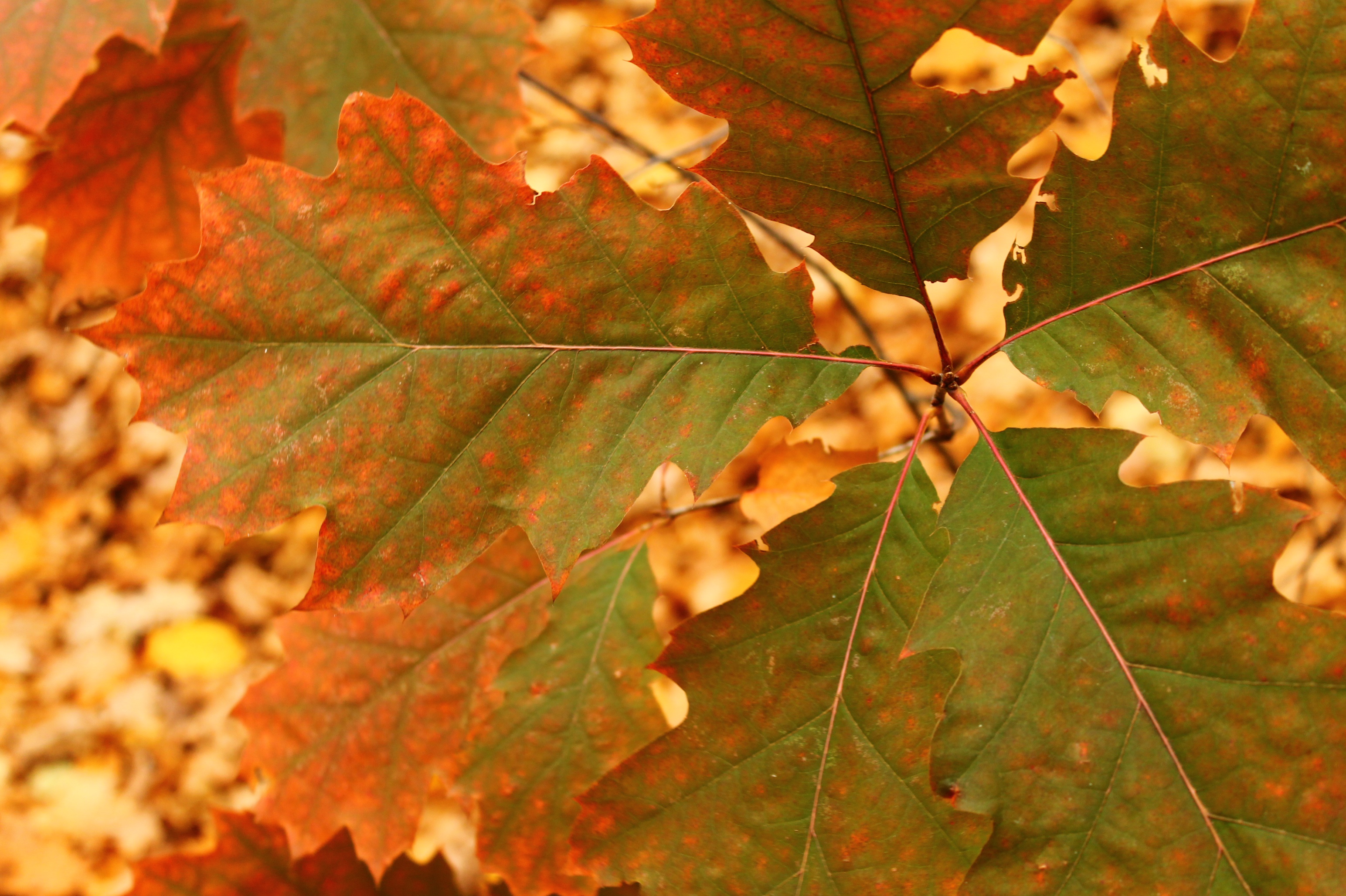 цвет листьев летом и осенью фото