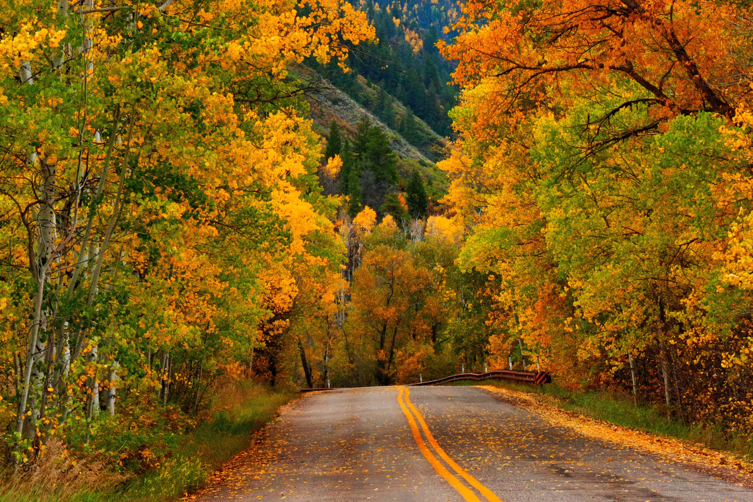 Осень. Природа осень. Дорога в осень. Осенняя дорога в лесу. Осень лес дорога.
