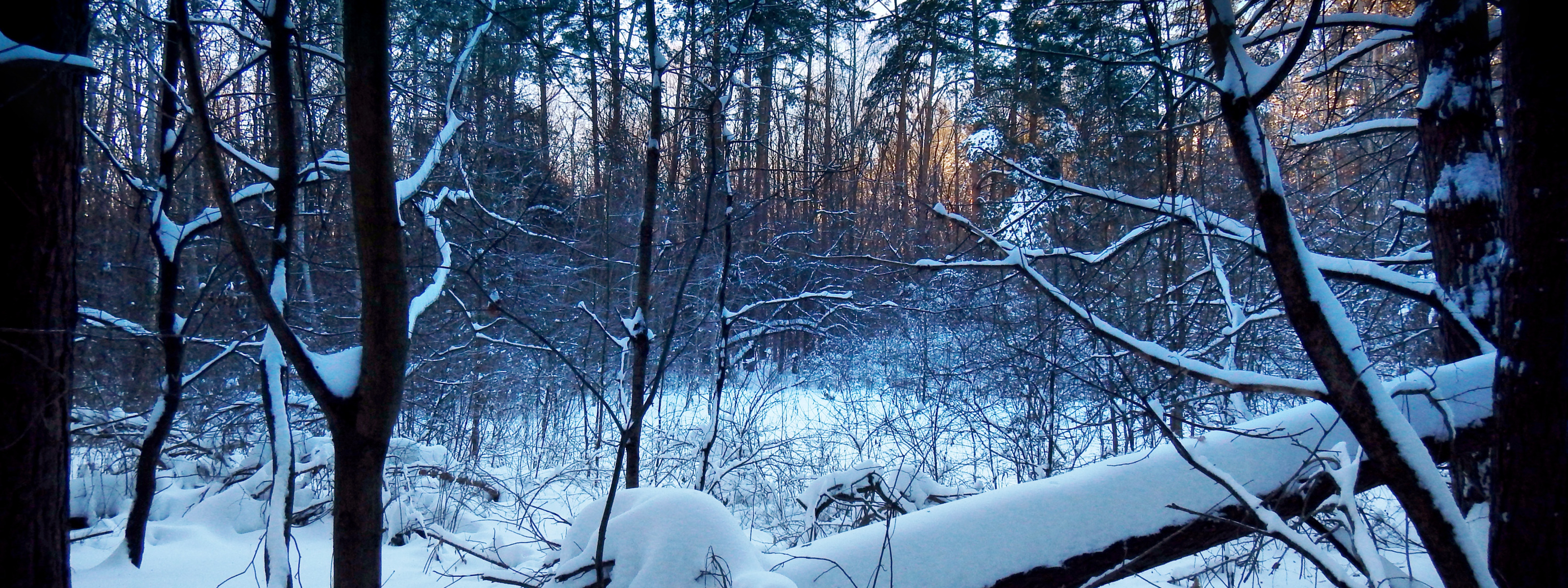 Обои wallpaper engine forest snow. Зимнее дерево упало в лесу. Упавшие деревья в лесу зима. Упавшее дерево в лесу зимой. Зимний лес корни.