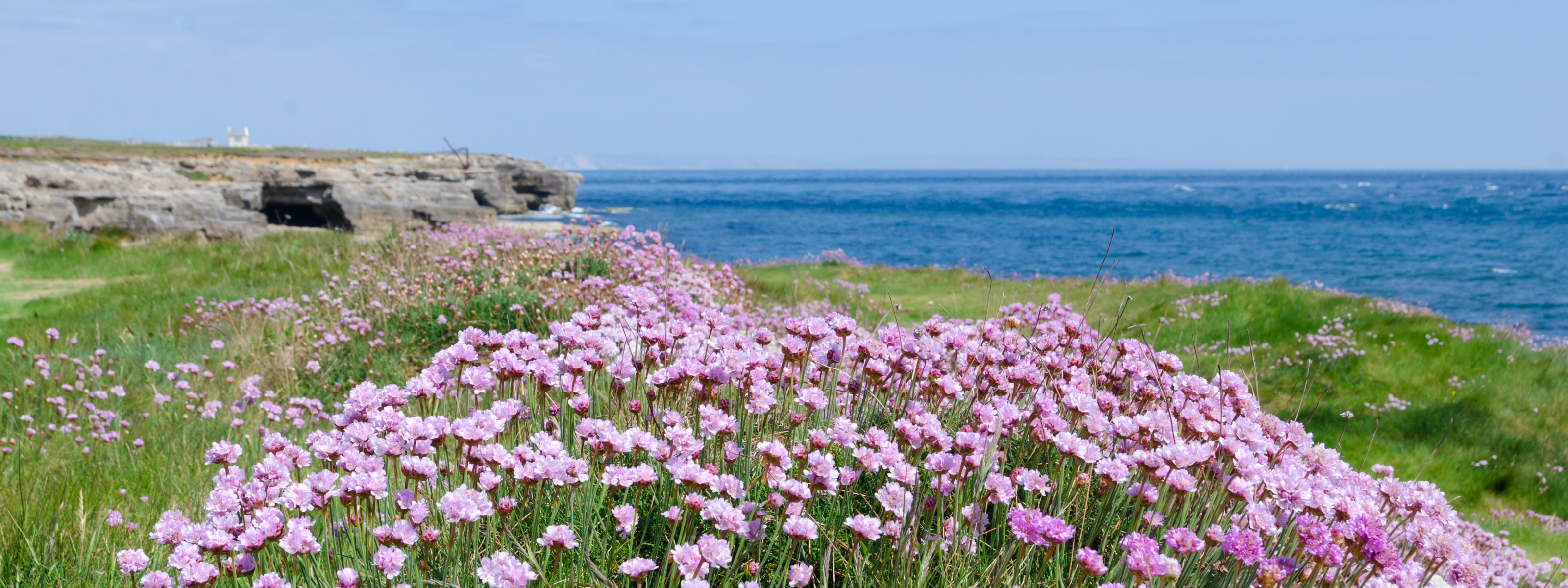 Цветы на береговой ростов. Цветы и море. Берег в цветах. Природа цветы море Анапы. Нежные цветы и море.