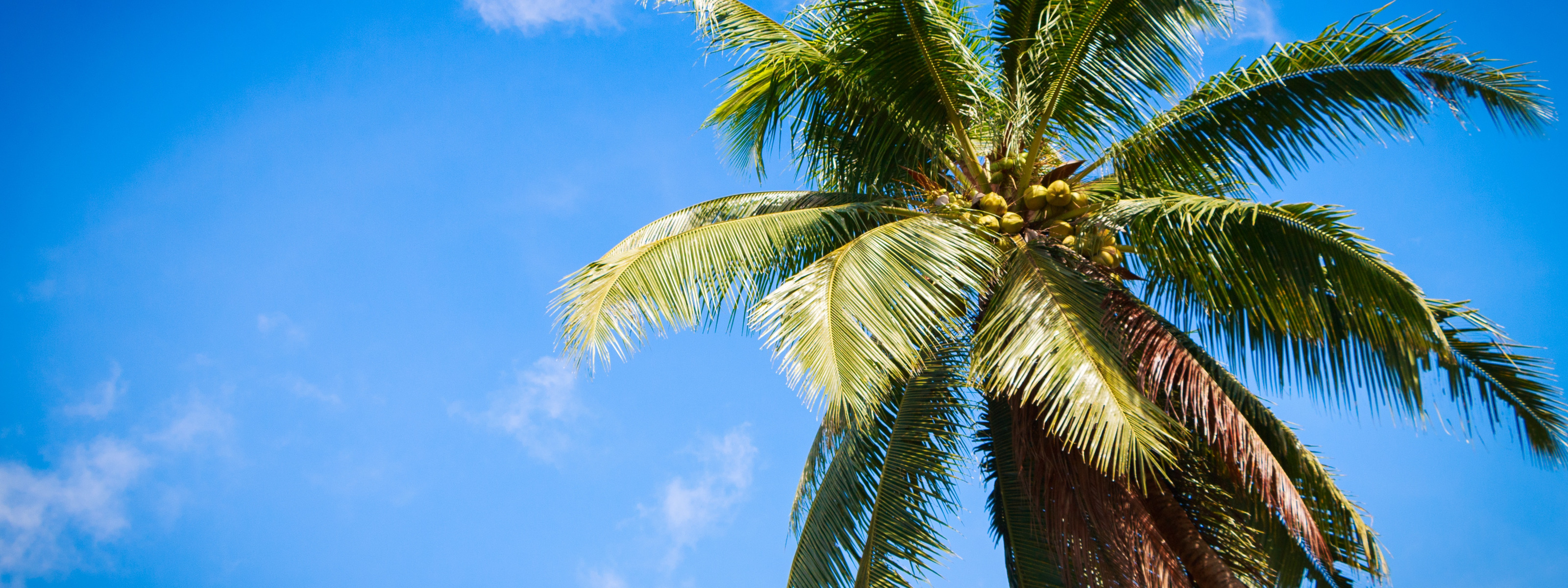 Пальмы небо фото Download wallpaper beach, summer, the sky, palm trees, summer, beach, sky, parad